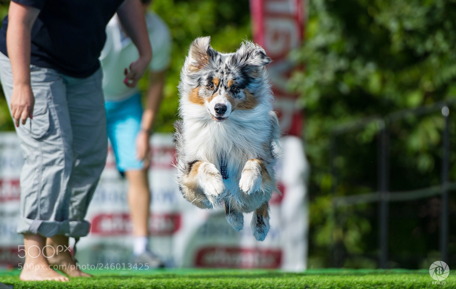 Nikon D3S sample photo. Dog chow photography