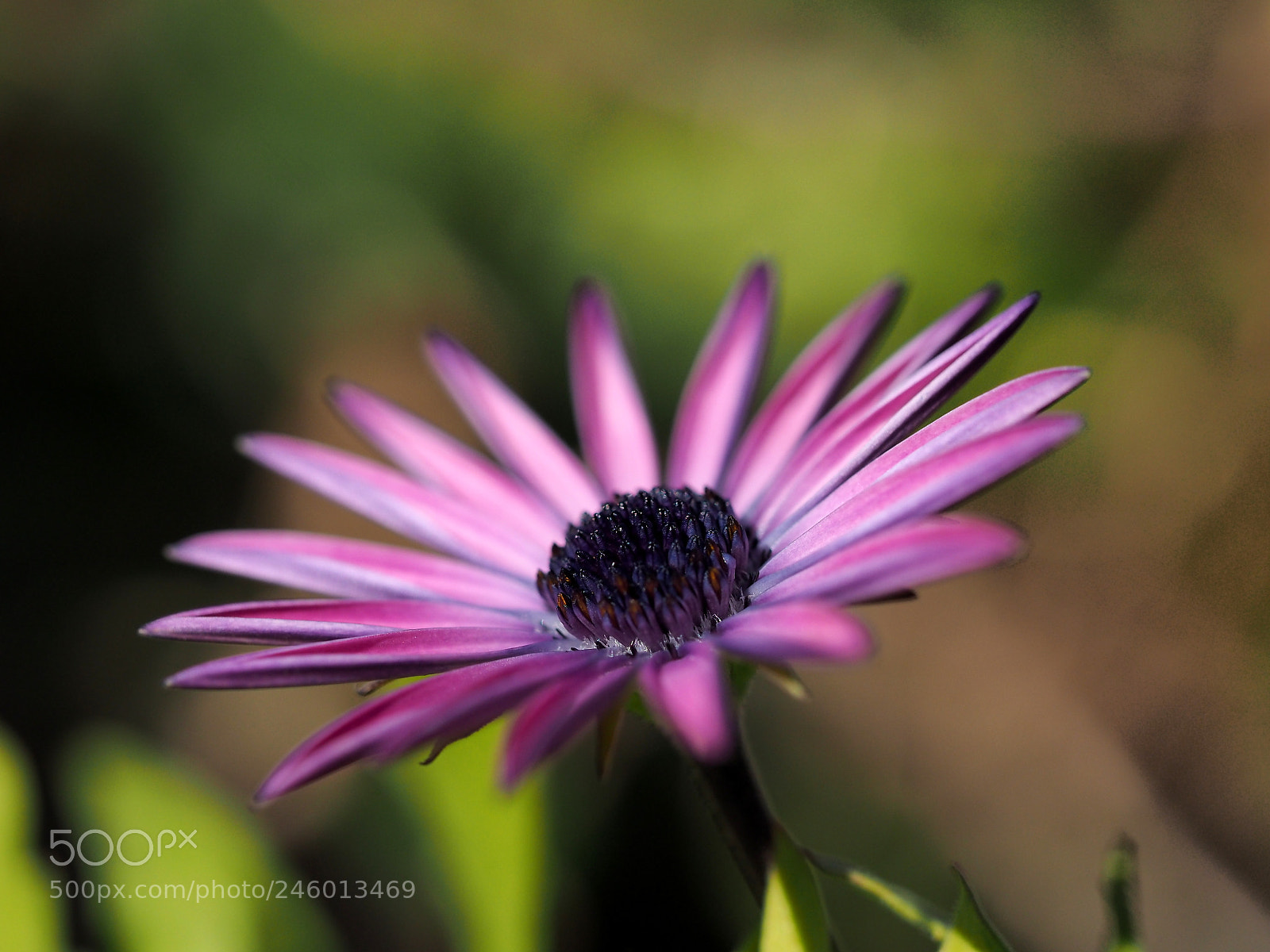 Olympus OM-D E-M1 sample photo. Spring sunlight photography