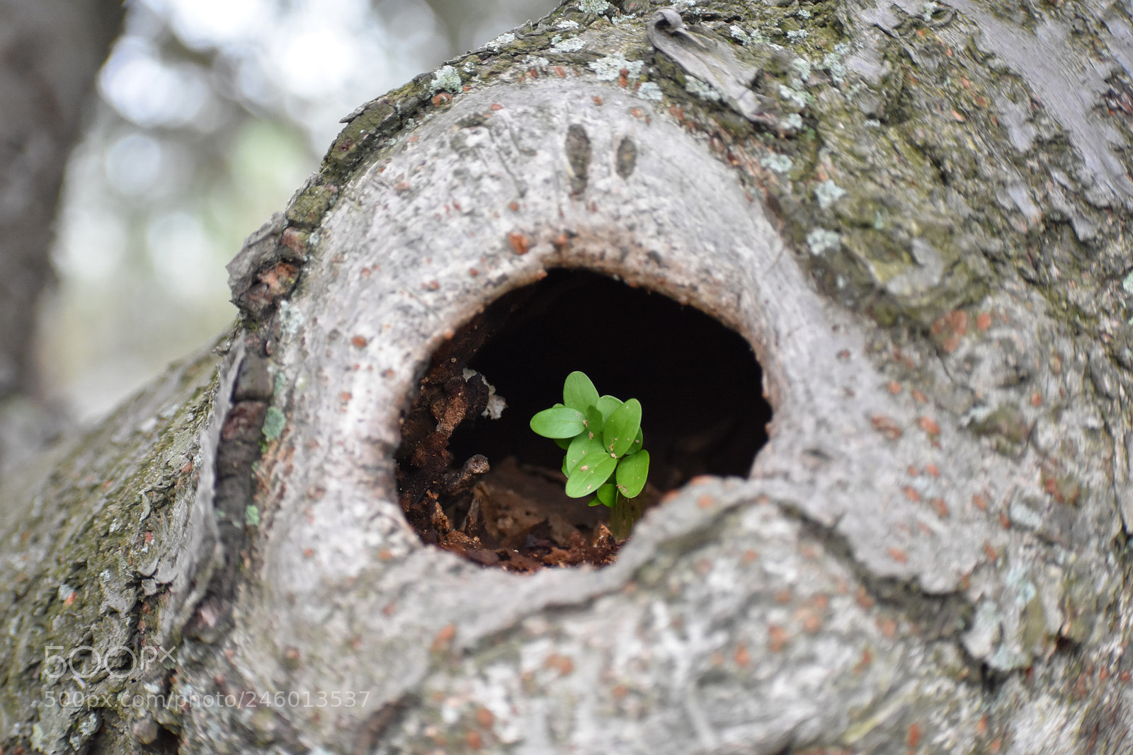 Nikon D3400 sample photo. Sprout photography