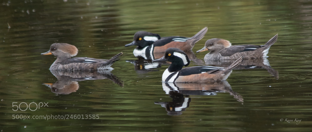 Nikon D500 sample photo. Two pair photography