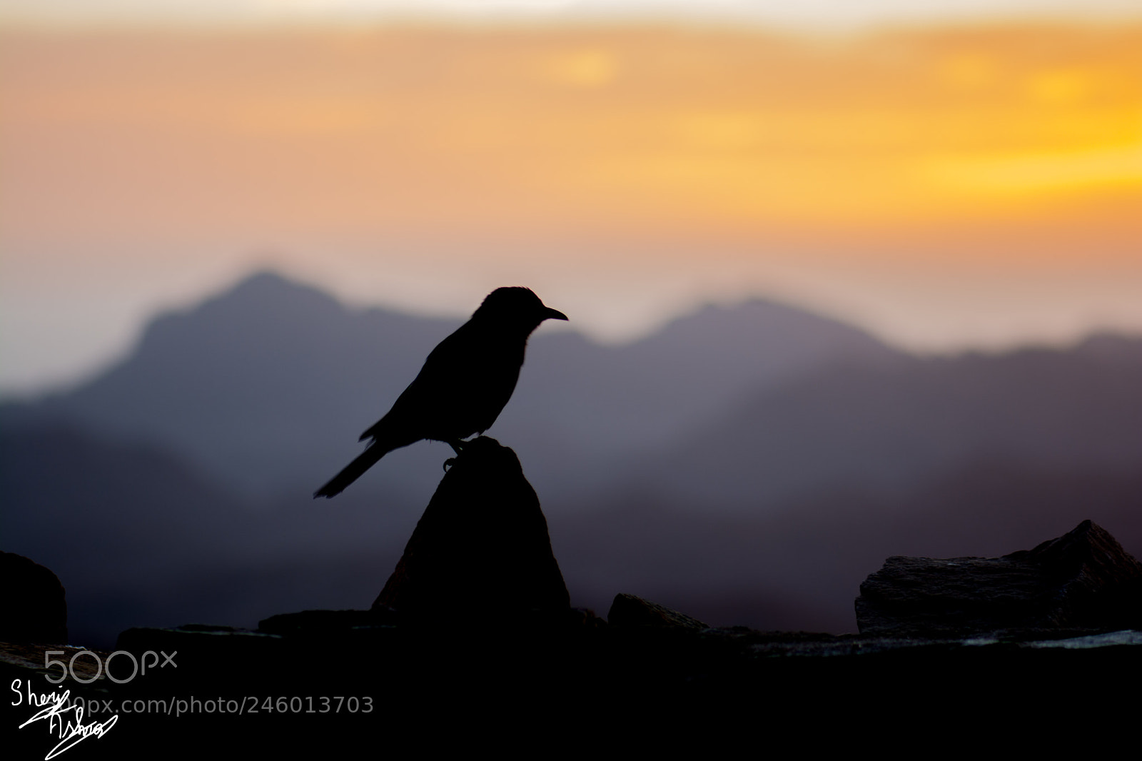 Nikon D7100 sample photo. Bird on fire photography