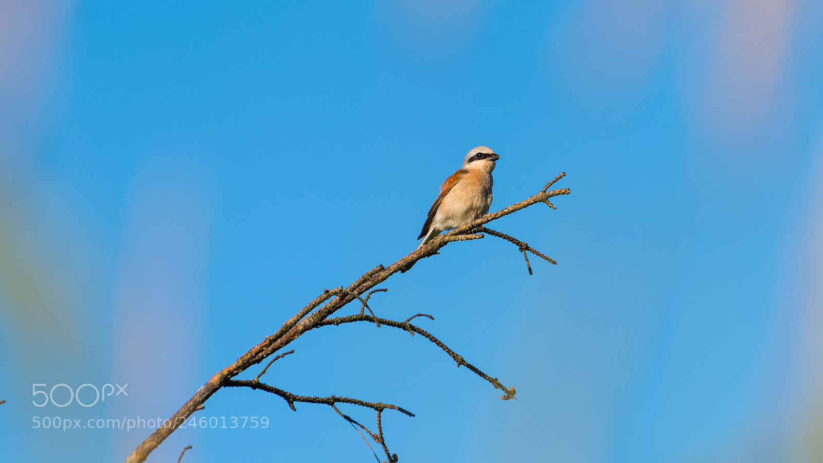 Nikon D810 sample photo. Red-backed shrike at sunset. photography