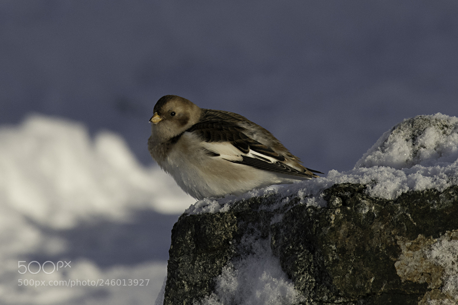 Nikon D850 sample photo. Snespurv på island photography