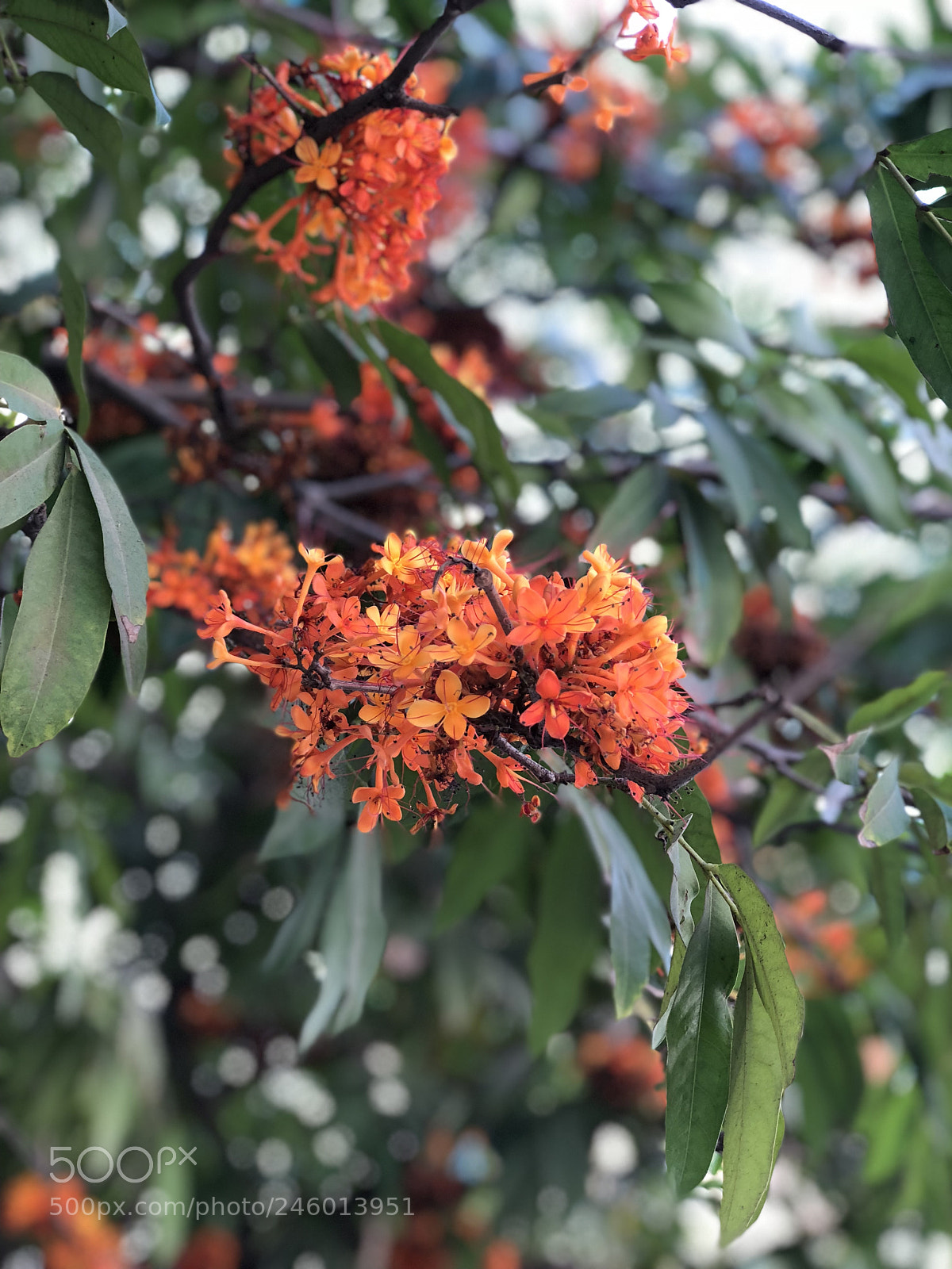 Apple iPhone 8 Plus sample photo. Whatever life plants you photography