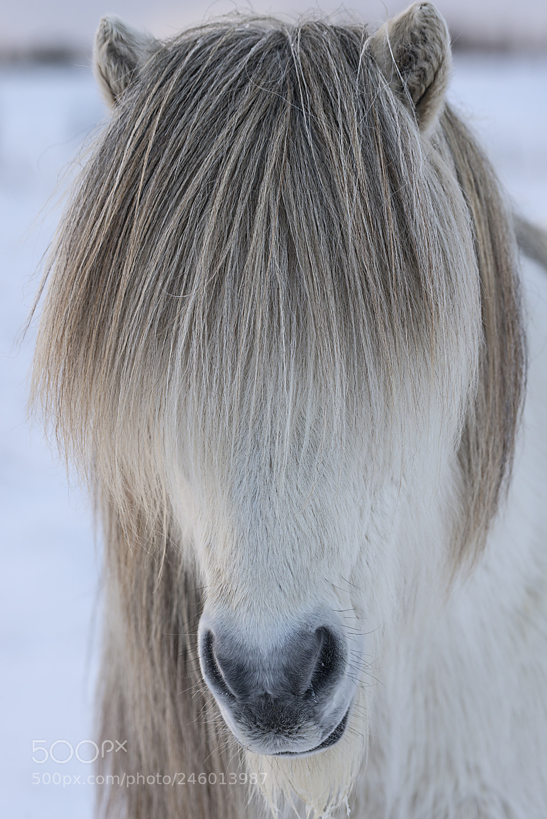 Nikon D800 sample photo. Islandshest photography