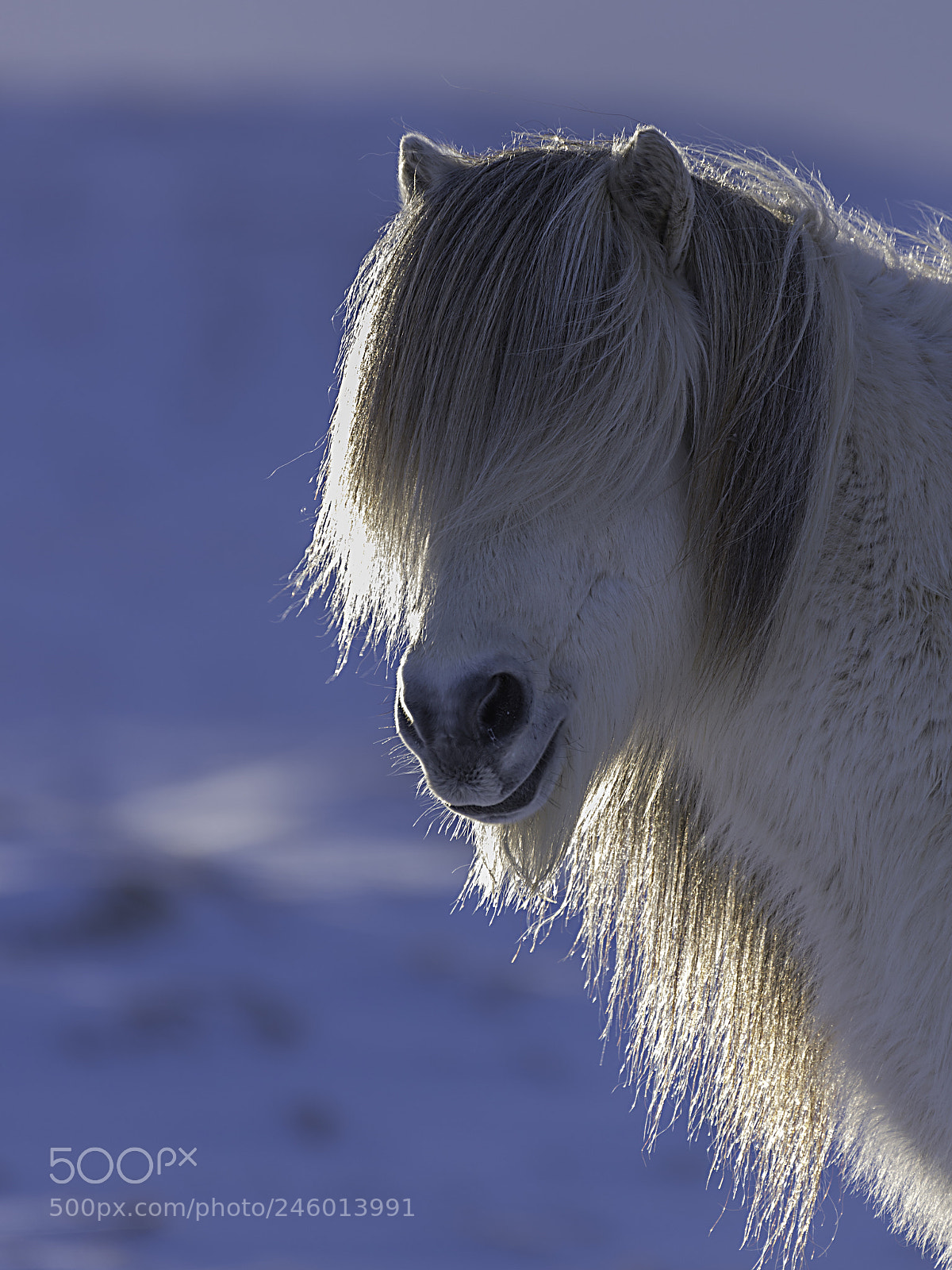 Nikon D800 sample photo. Hingst islandshest. photography