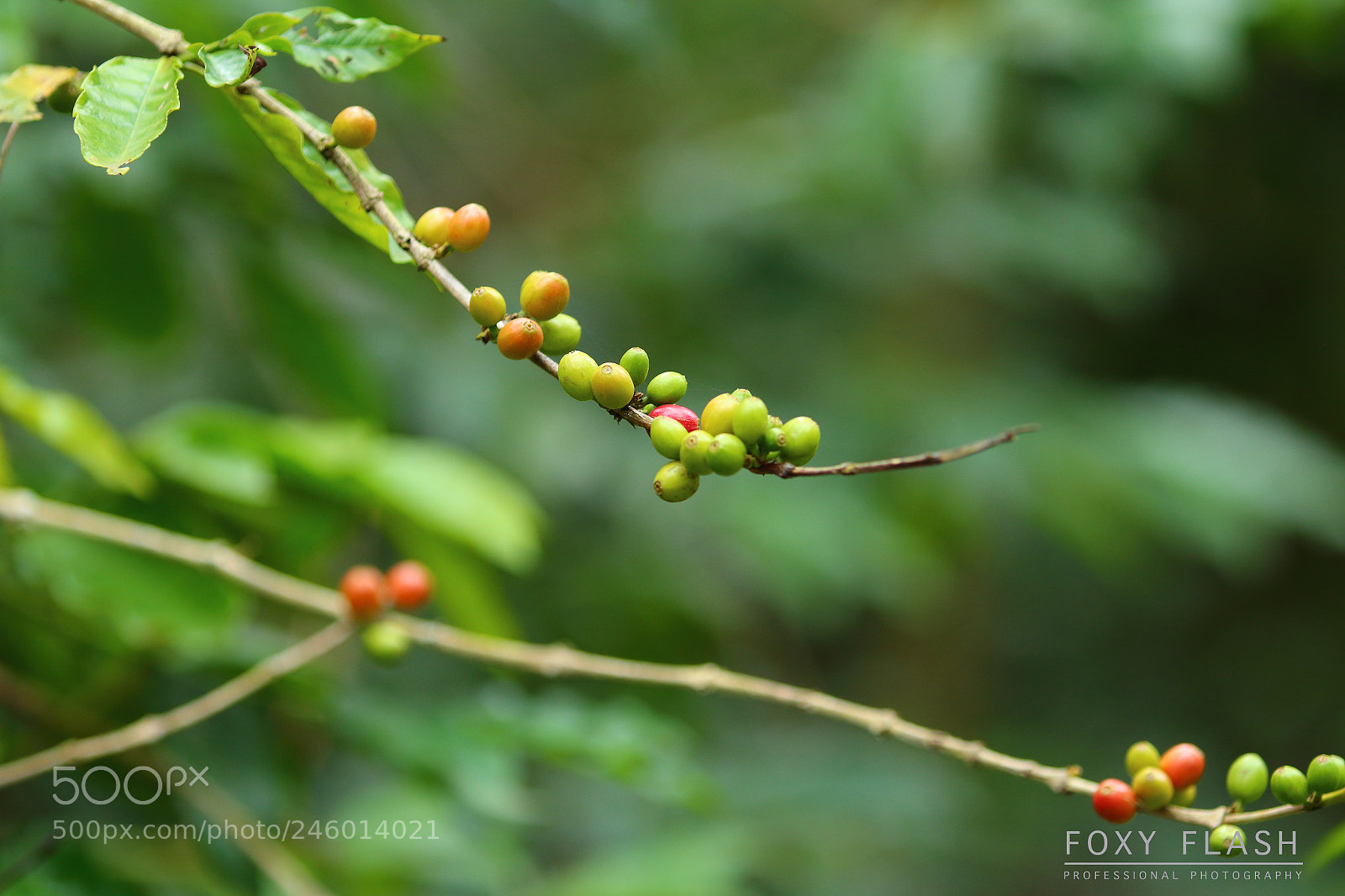 Canon EOS 700D (EOS Rebel T5i / EOS Kiss X7i) sample photo. Nature photography