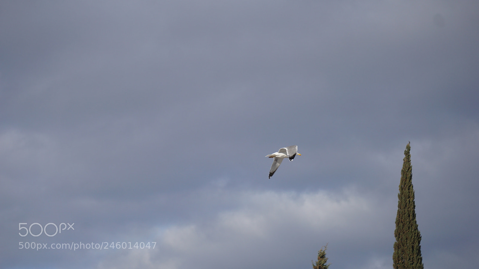 Sony a6000 sample photo. The lonely bird escaping photography