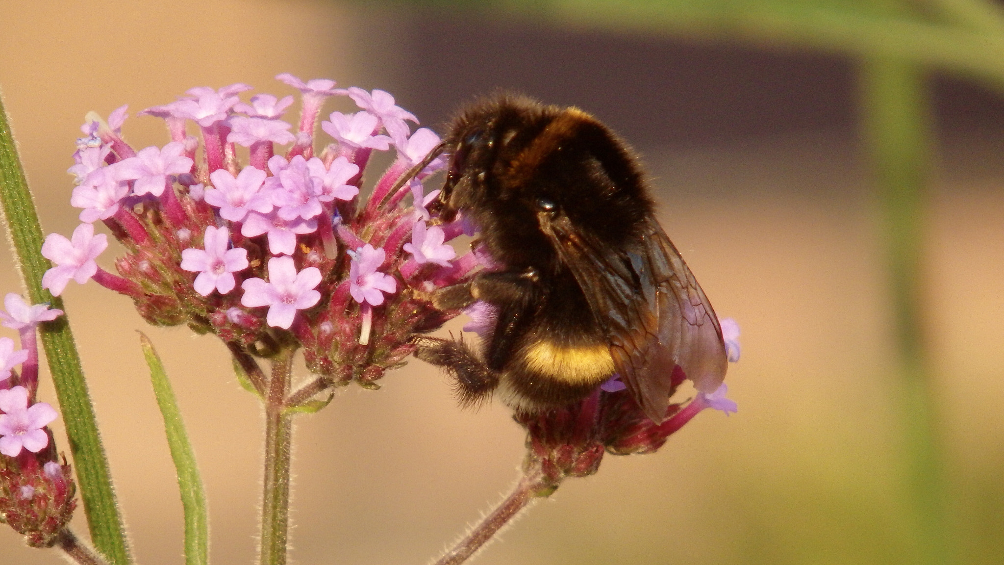 Olympus SH-60 sample photo. The birds and the bees photography