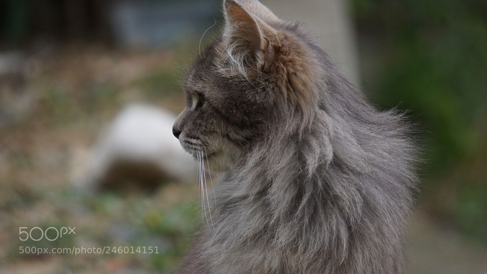 Sony a6000 sample photo. A savage cat's profile photography
