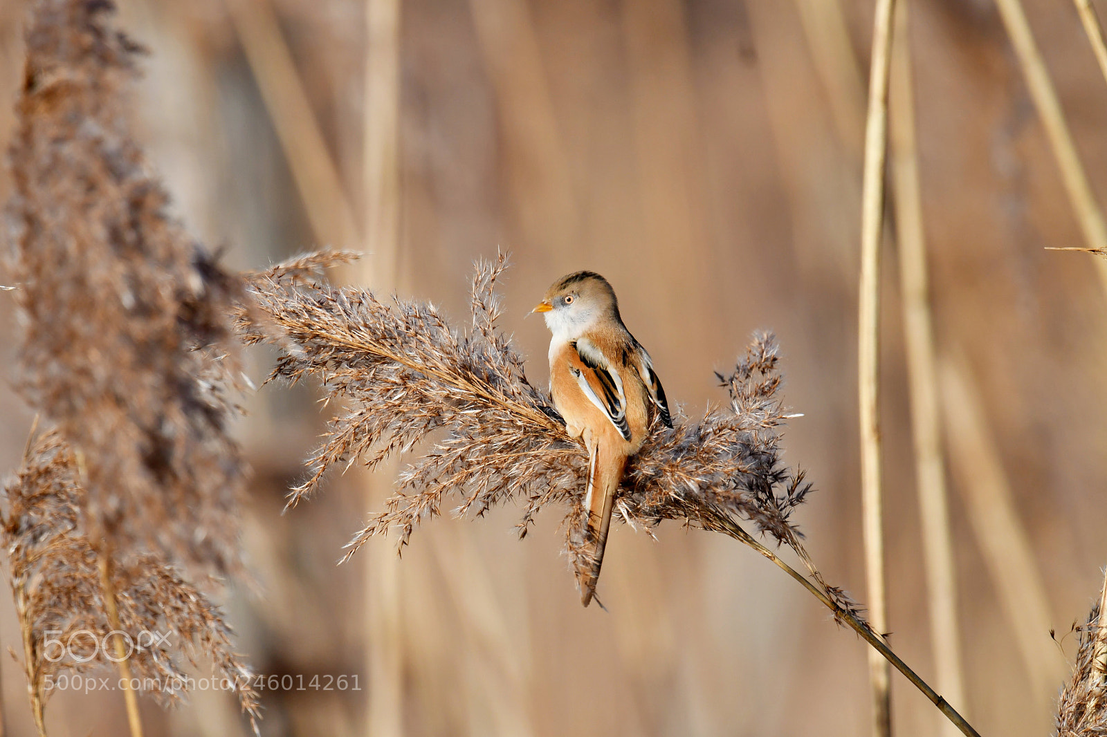 Nikon D500 sample photo. Bearded reedling female photography