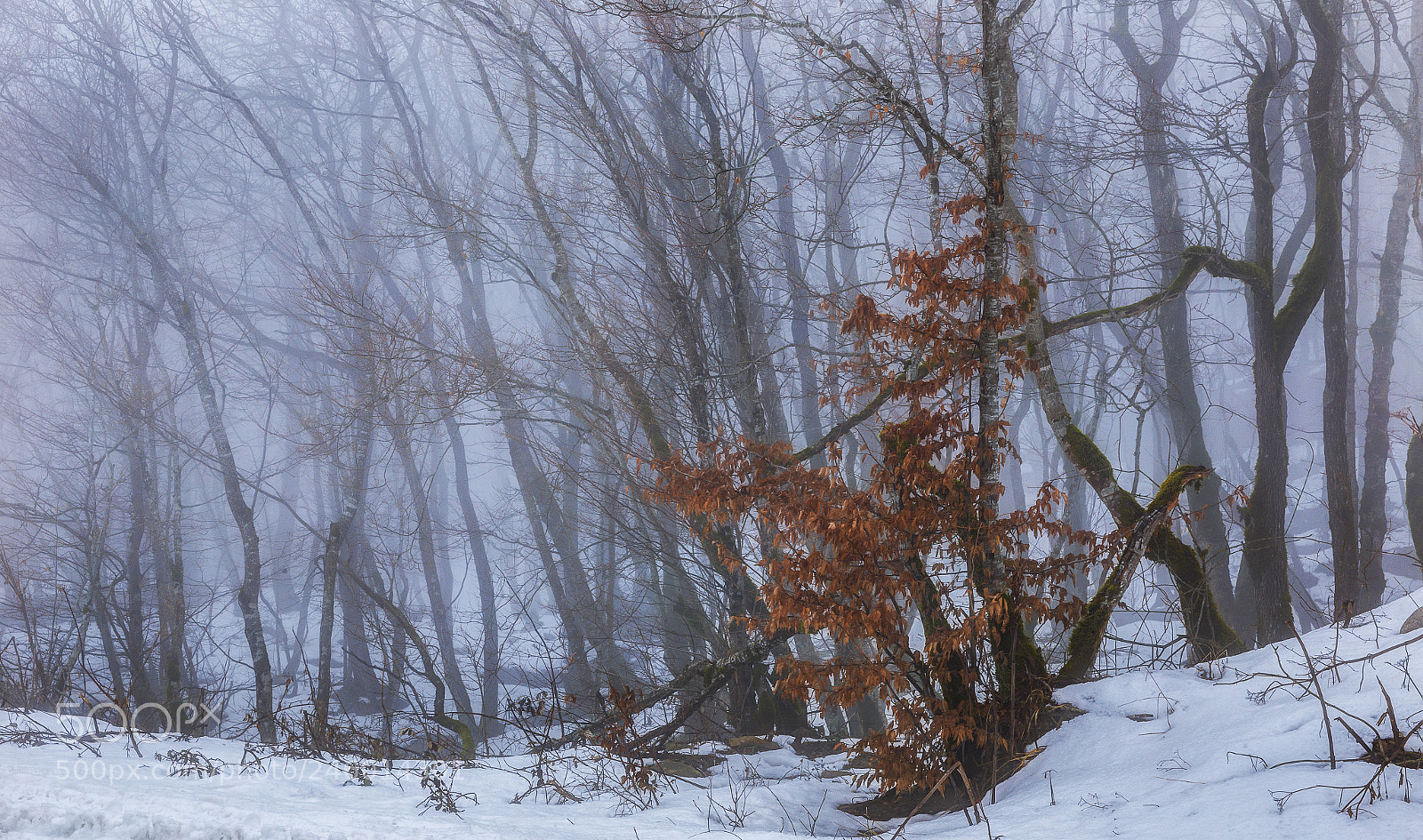 Canon EOS 6D sample photo. Snow-covered forest in the photography