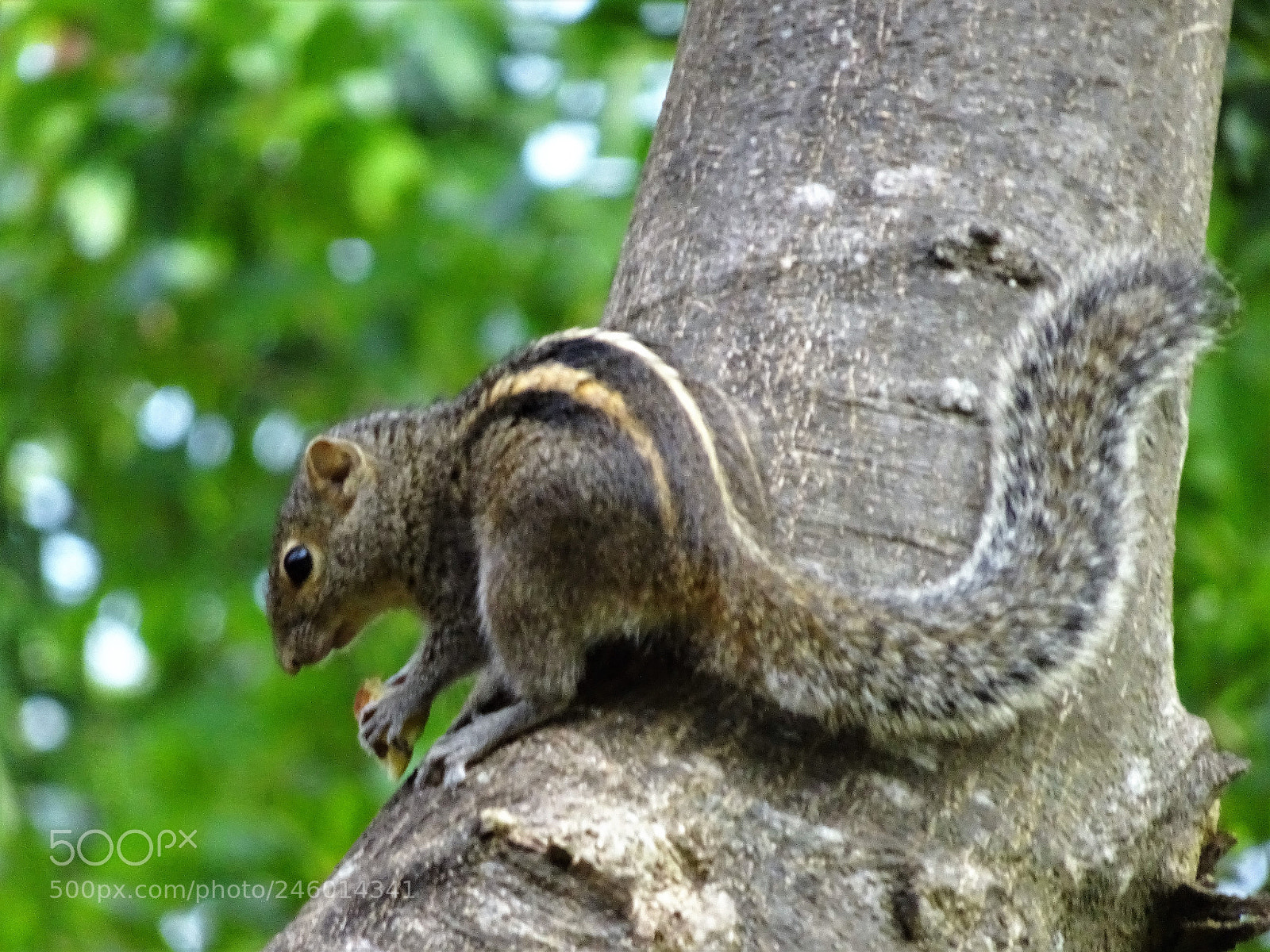 Sony Cyber-shot DSC-HX90V sample photo. Dsc photography