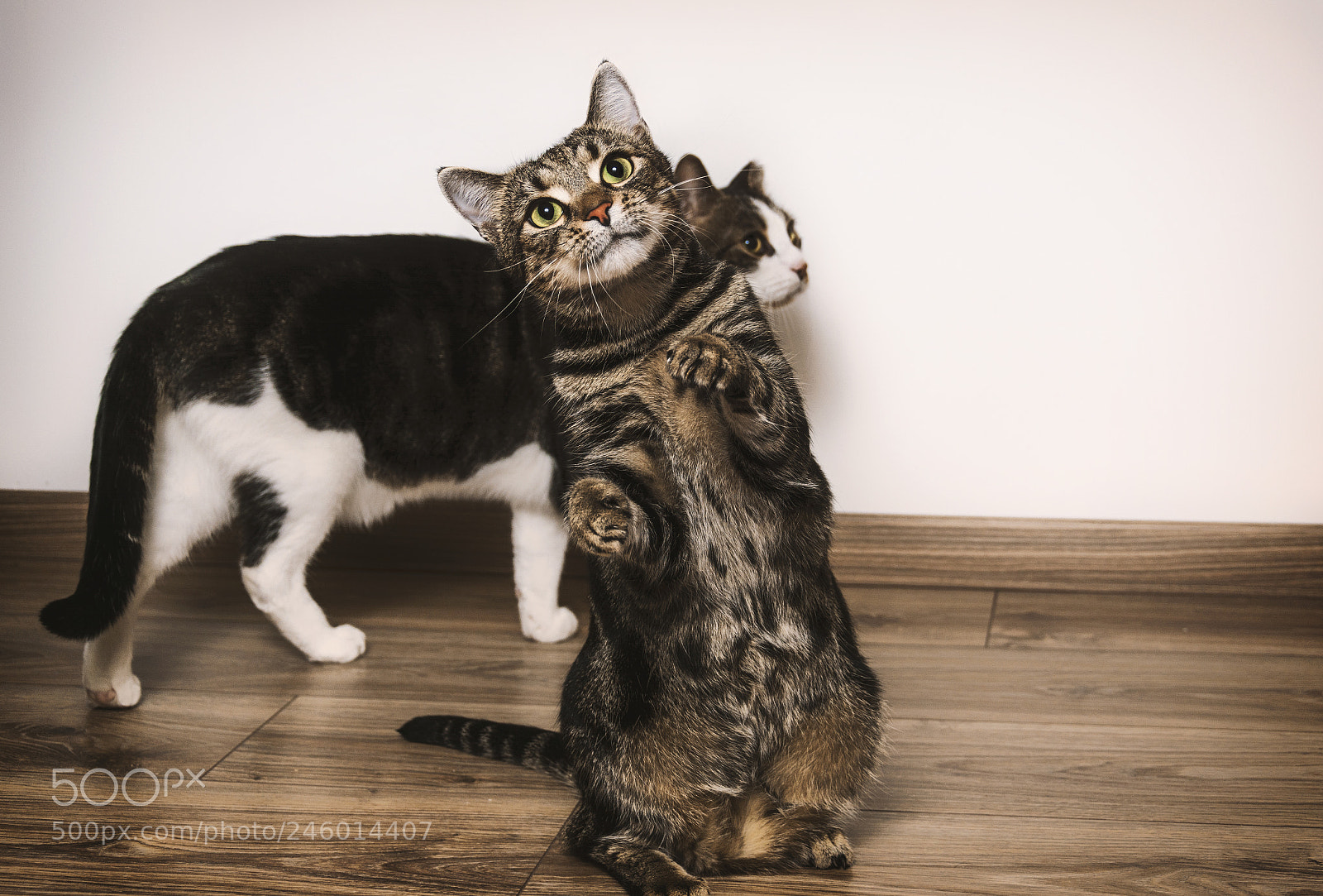 Nikon D5200 sample photo. Kung - fu cat photography