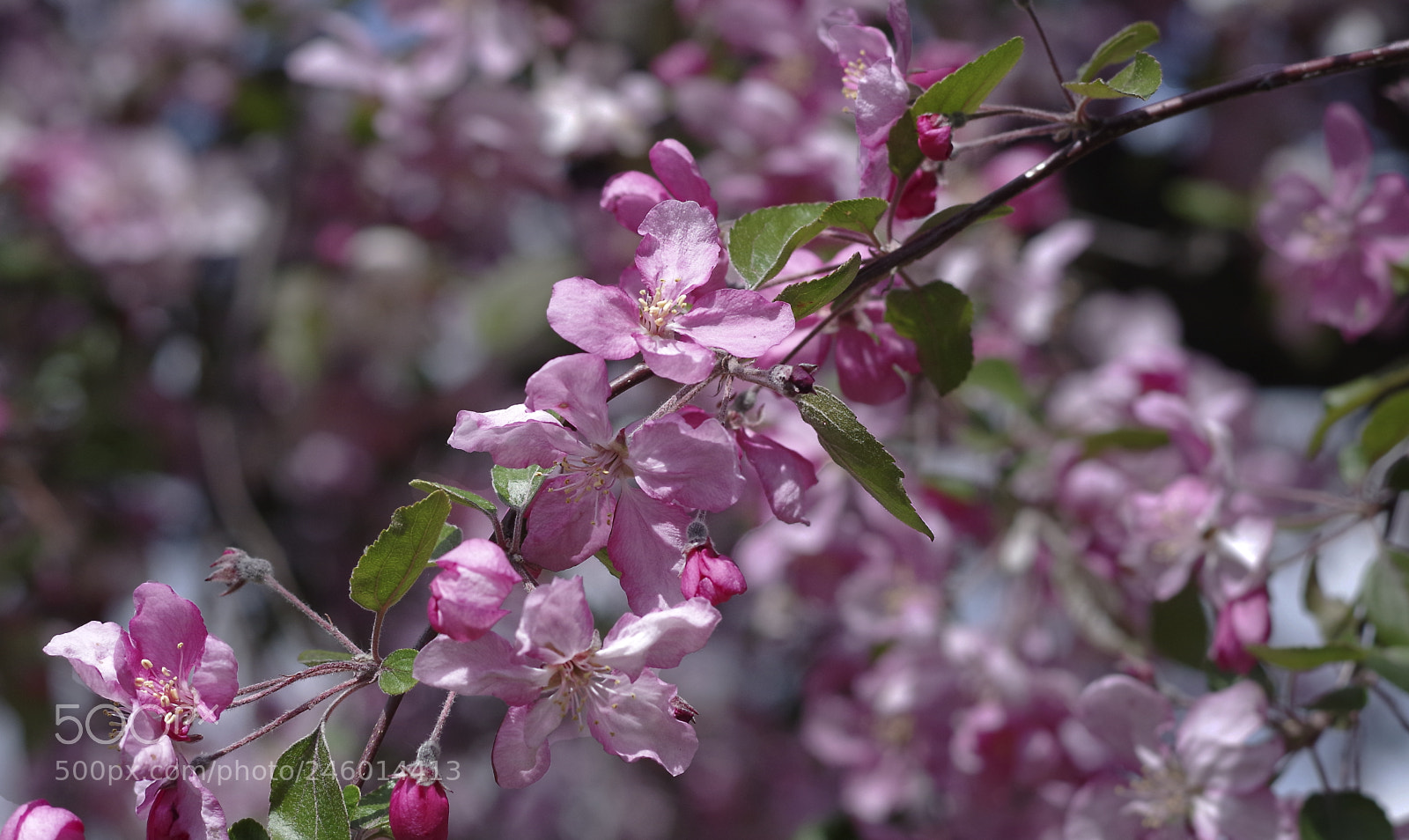 Pentax K-30 sample photo. Apple blooms in pink photography