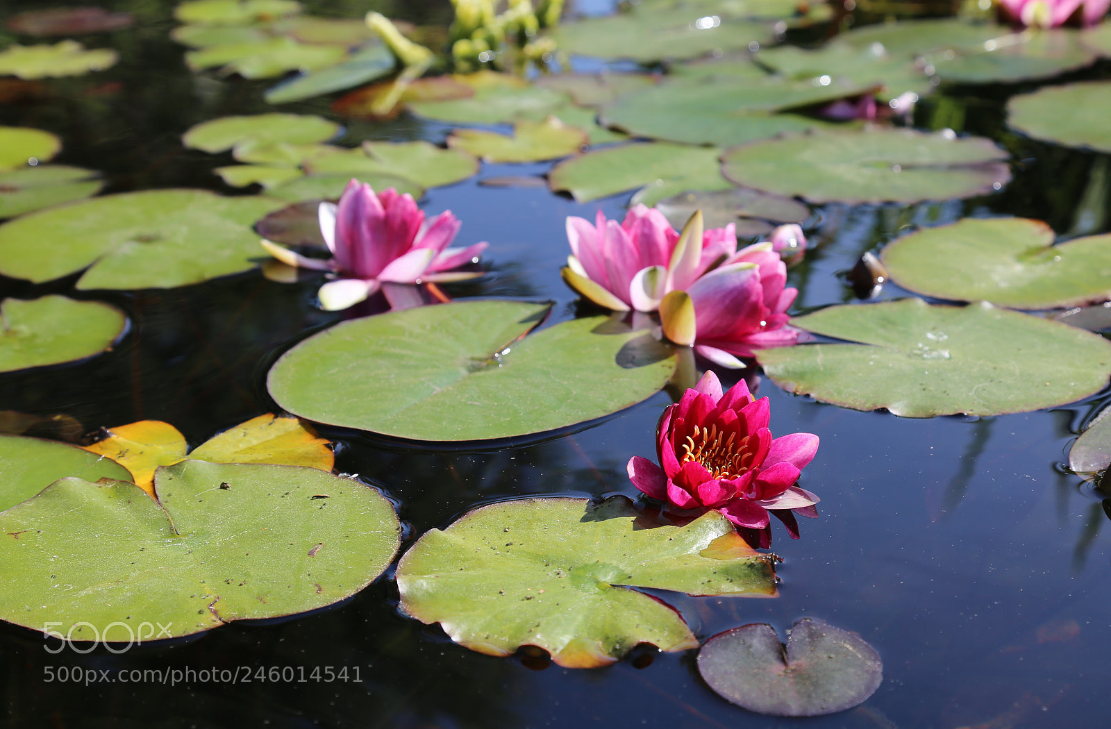 Canon EOS 6D sample photo. The lotus! photography