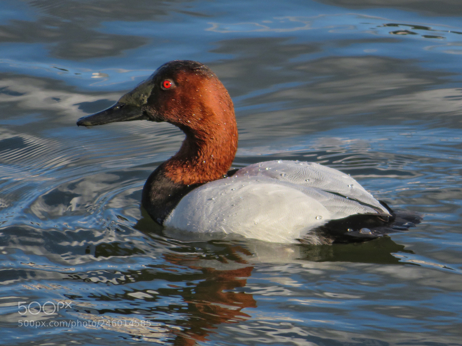Canon PowerShot SX720 HS sample photo. Male canvasback photography