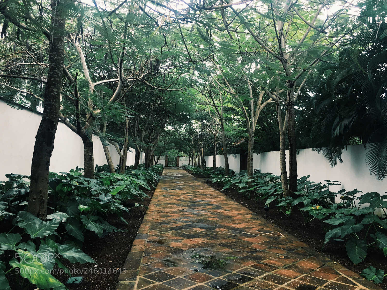 Apple iPhone 6s sample photo. Rainforest photography