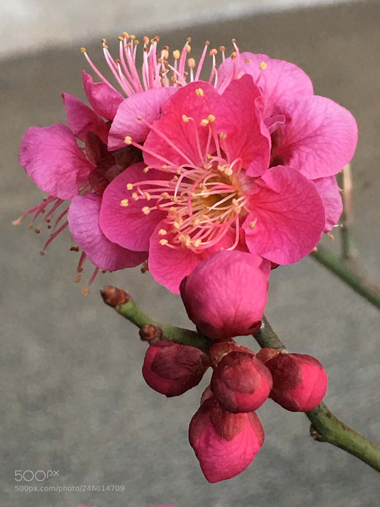 Apple iPhone 6s Plus sample photo. Winter2018 flowers photography