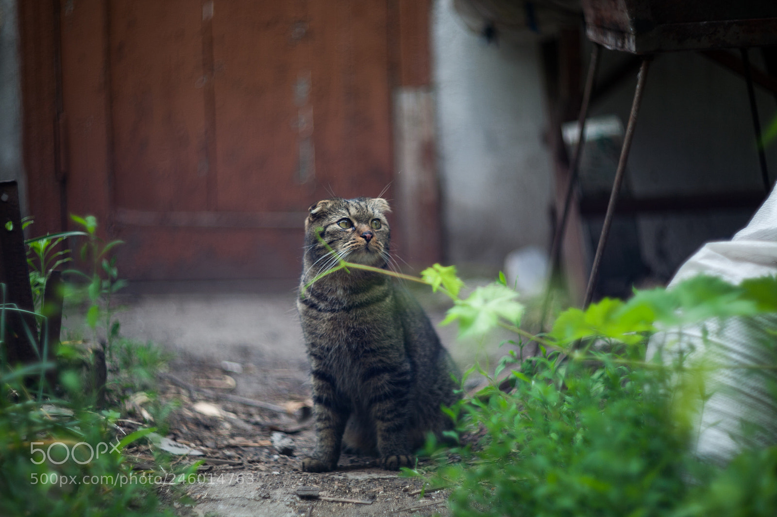 Canon EOS 5D sample photo. Mg photography