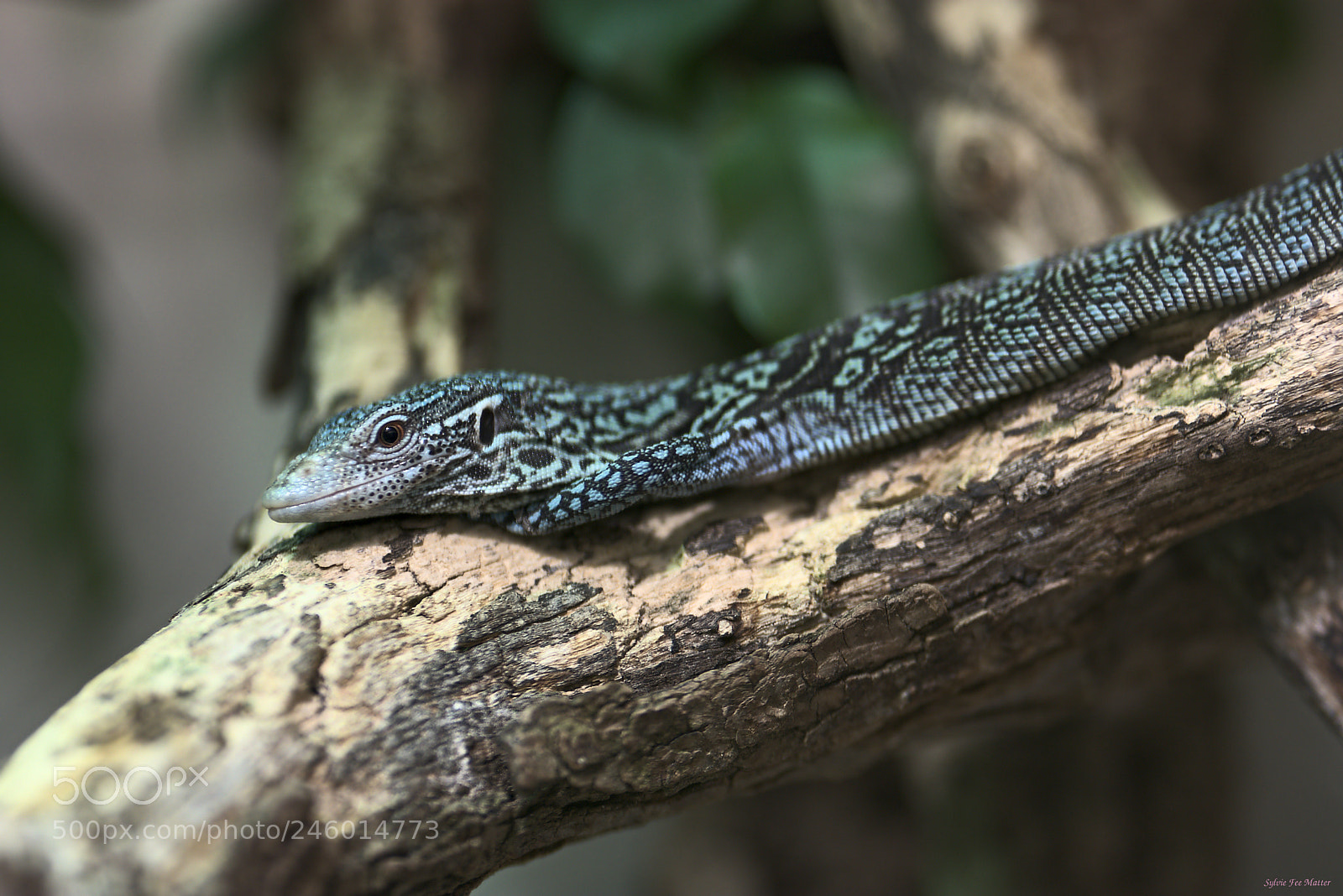 Nikon D7200 sample photo. Brown eye photography