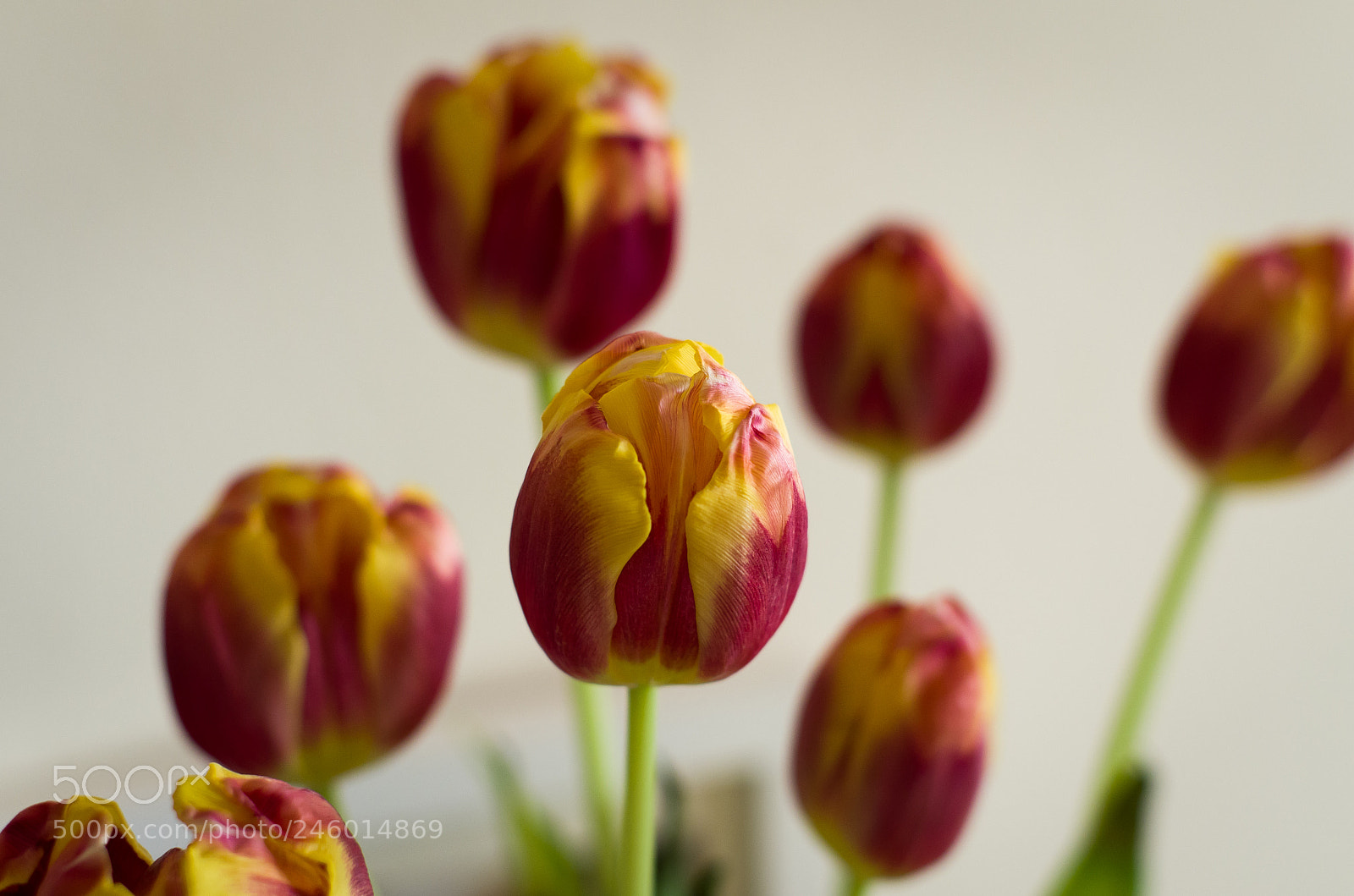 Pentax K-50 sample photo. Unopened tulip photography