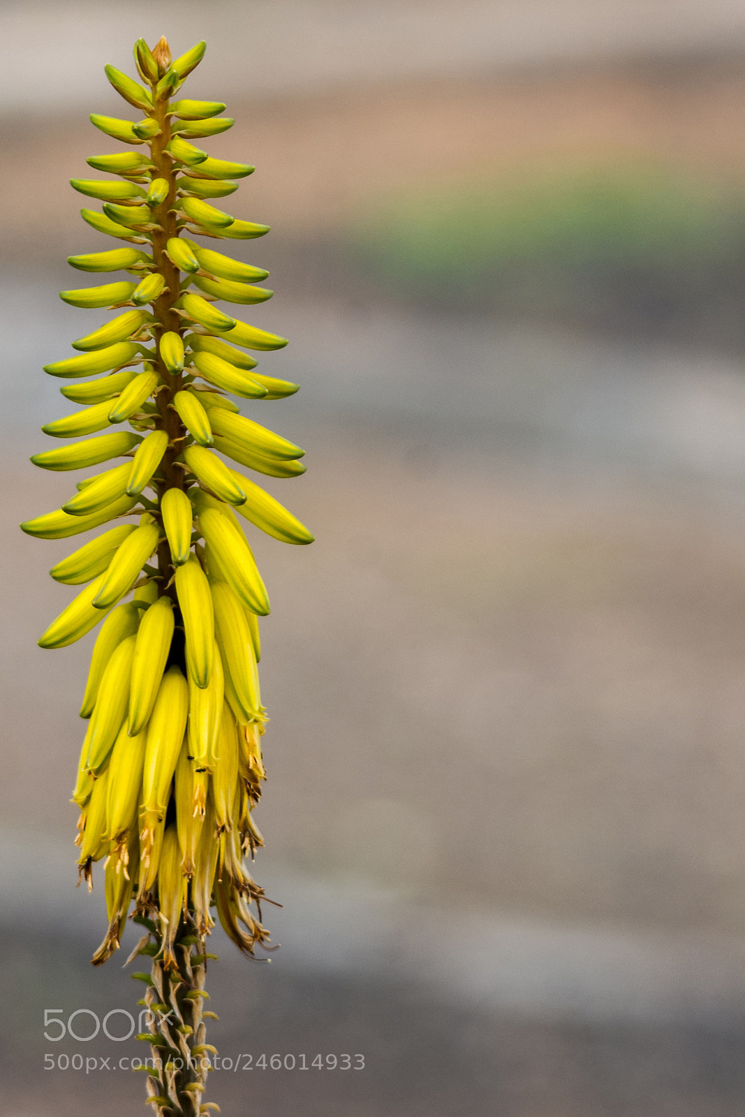Nikon D7100 sample photo. Untitled photography