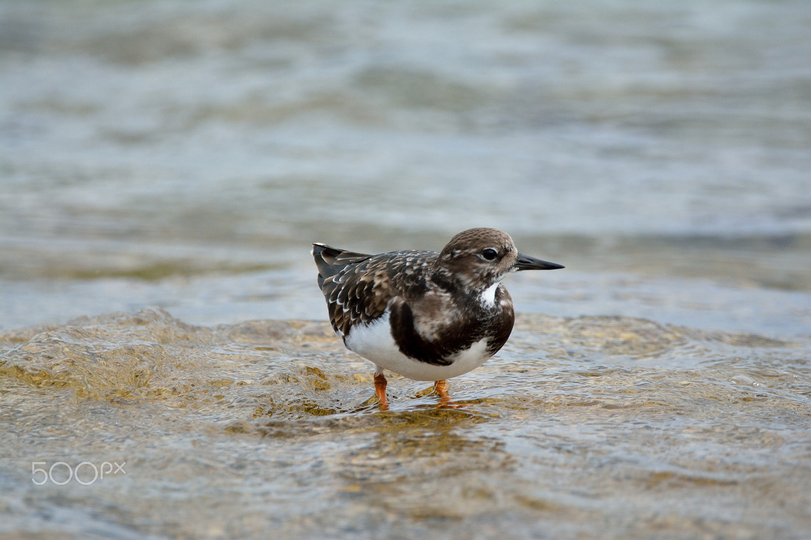 Sigma 150-600mm F5-6.3 DG OS HSM | C sample photo. Bagnetto photography