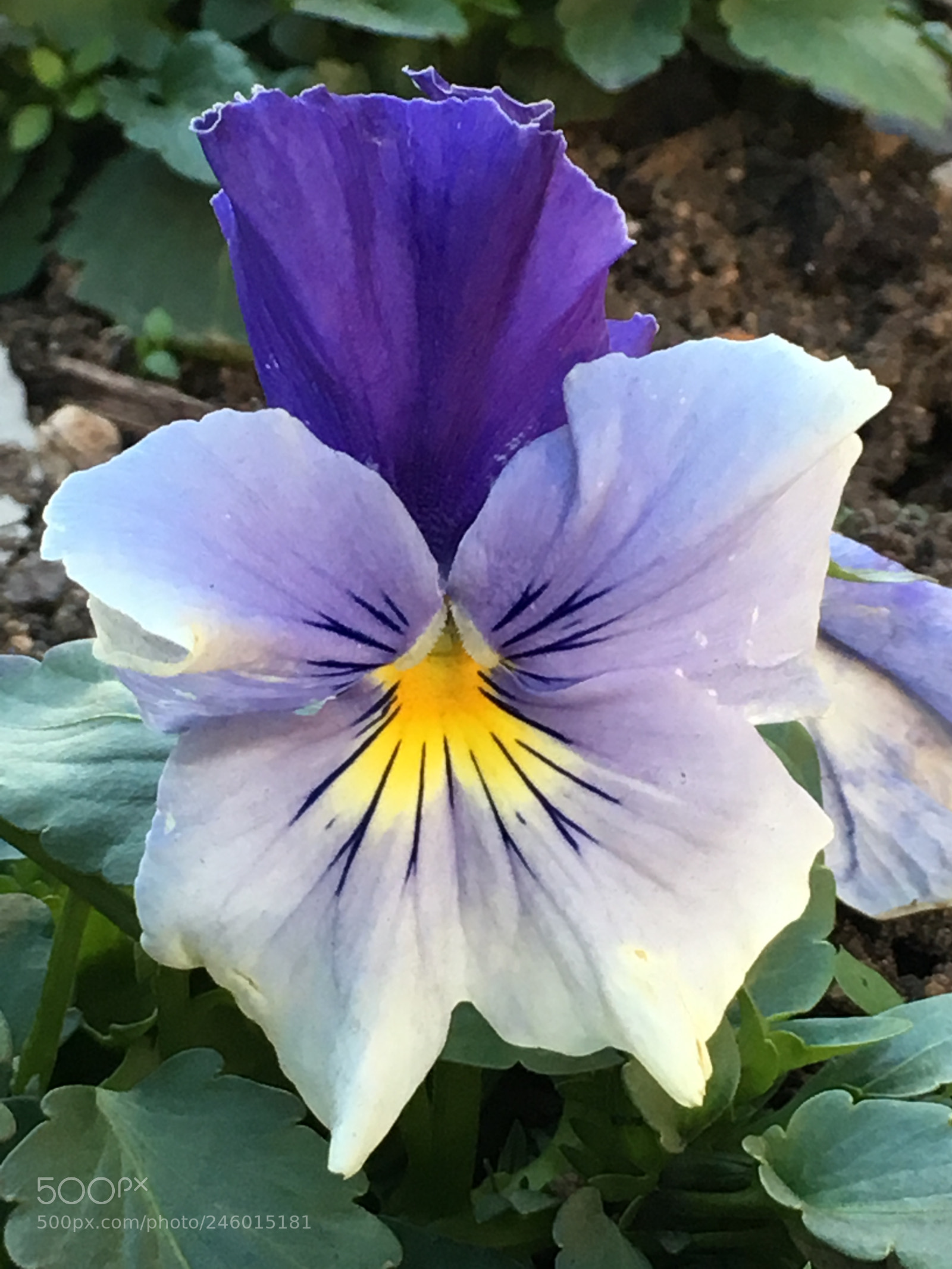 Apple iPhone 6s Plus sample photo. Winter2018 flowers photography