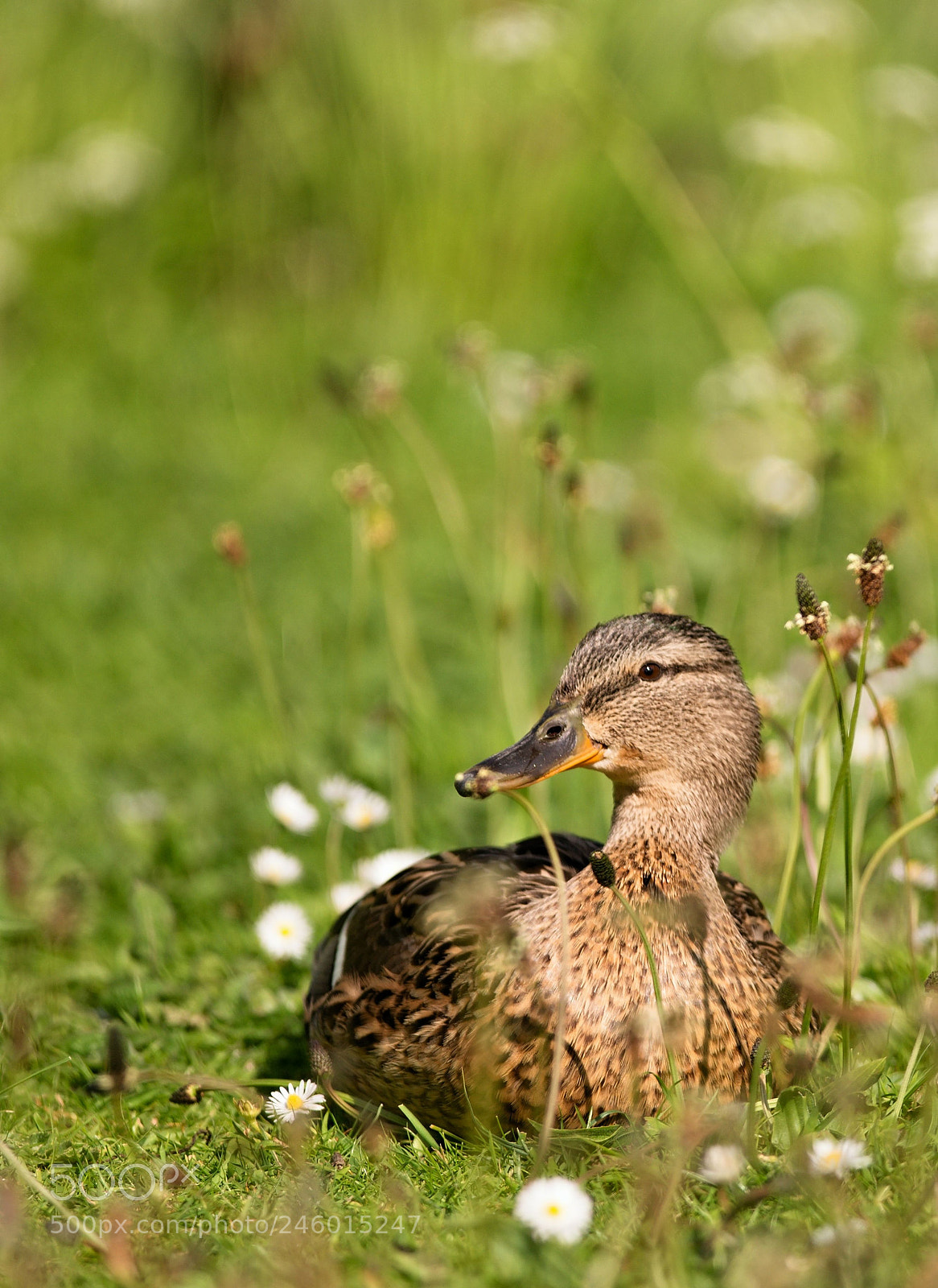 Nikon D610 sample photo. The mallard, wild duck photography