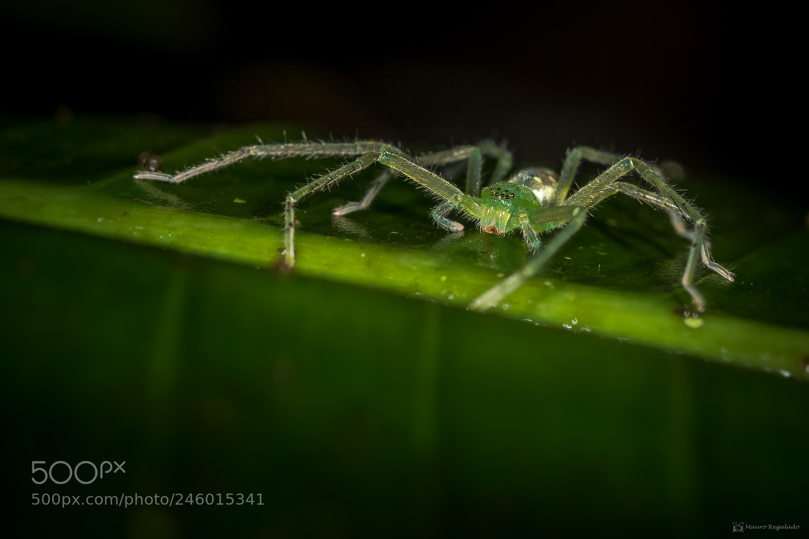 Canon EOS 60D sample photo. Aranha corinnidae photography