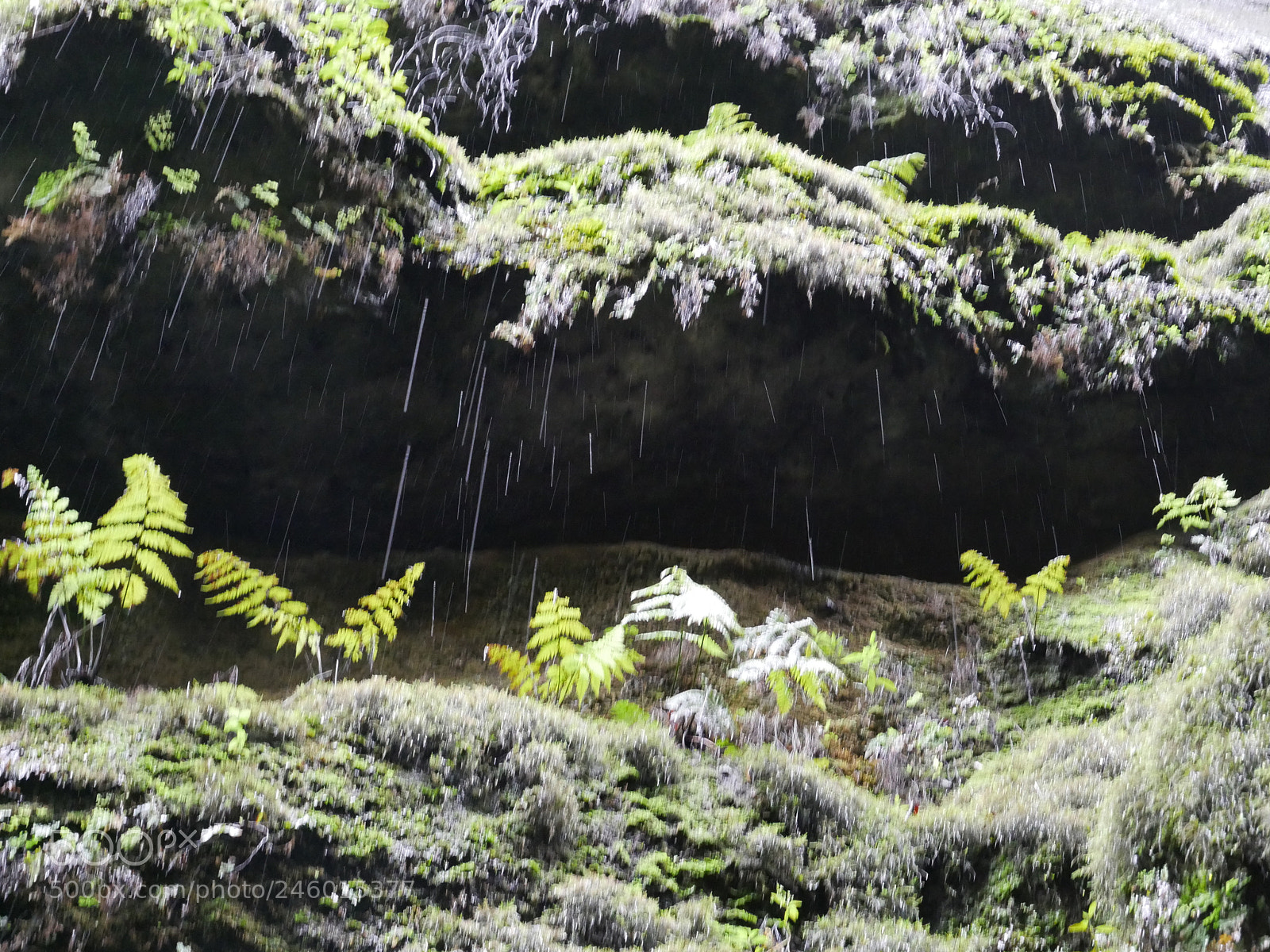 Panasonic DMC-G70 sample photo. Los tilos, la palma photography