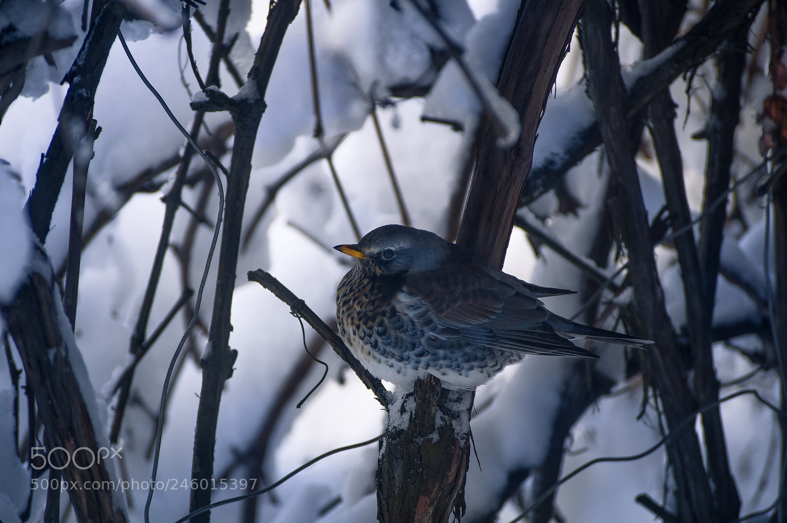 Sony SLT-A37 sample photo. Frost and thrush photography