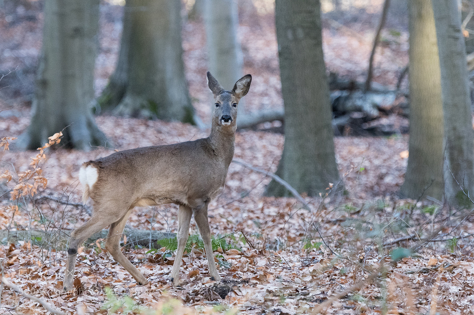 Nikon D500 sample photo. Chevreuil europ en en photography
