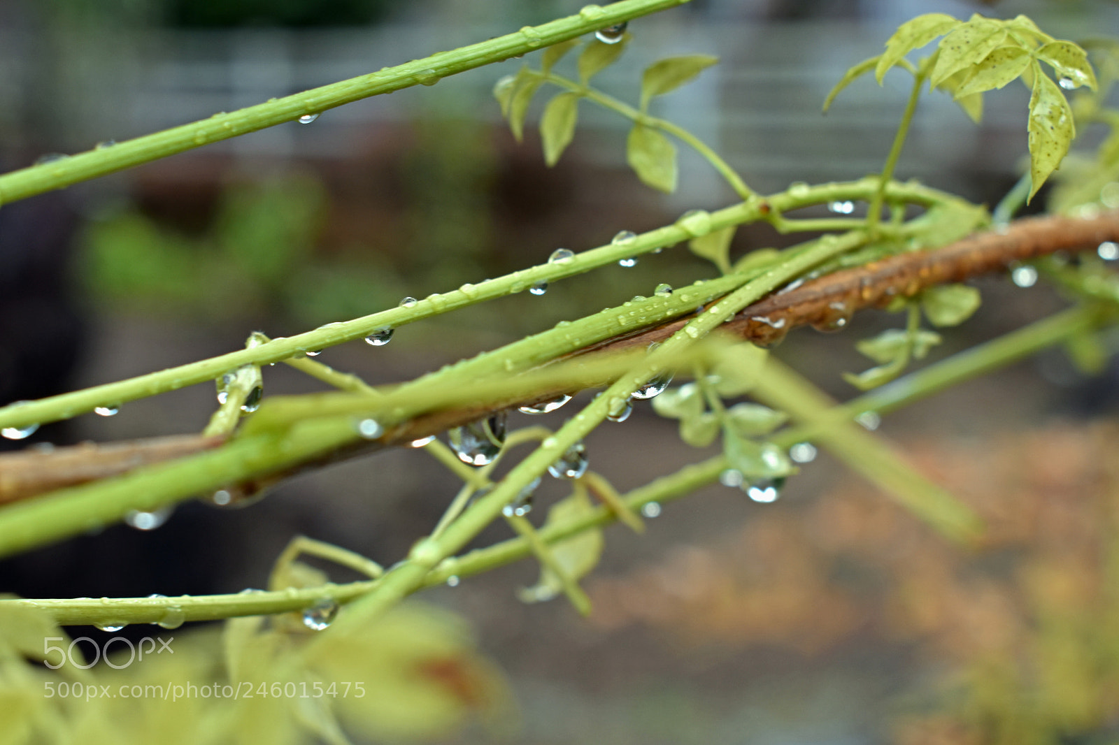 Nikon D3400 sample photo. Green moment photography