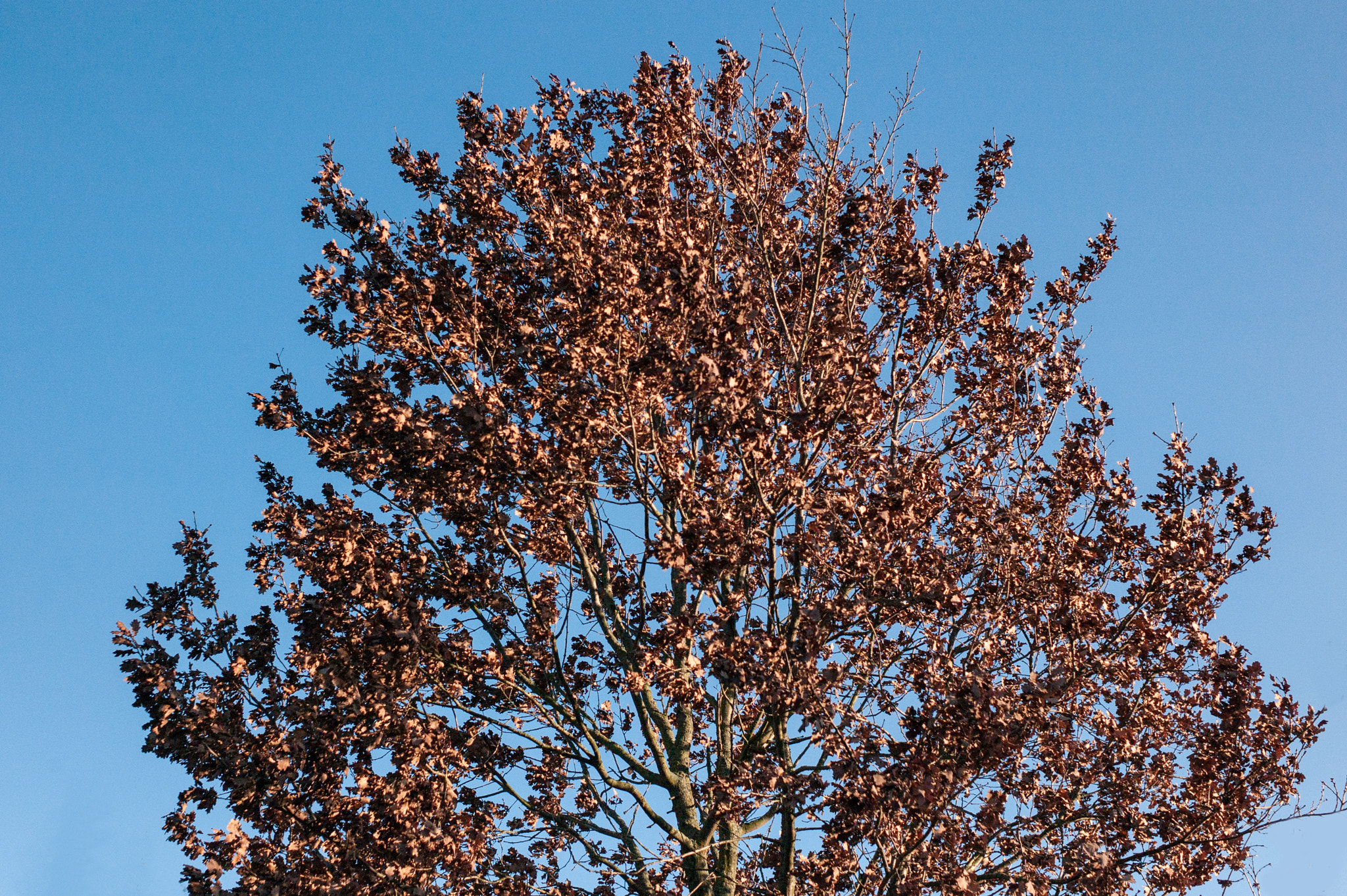 Leica M8 sample photo. Tree, waiting for spring 1 photography