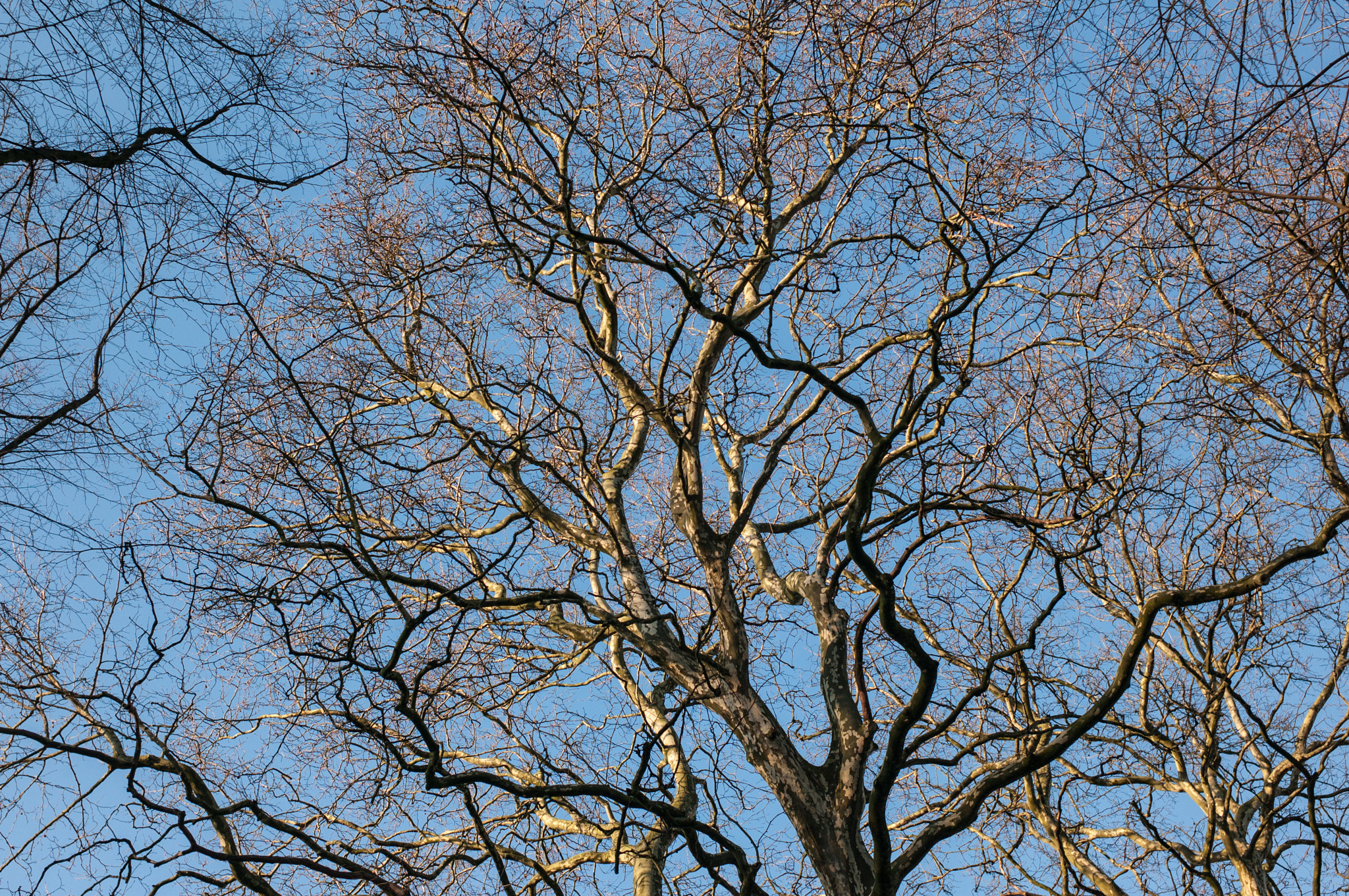 Leica M8 sample photo. Tree, waiting for spring 2 photography