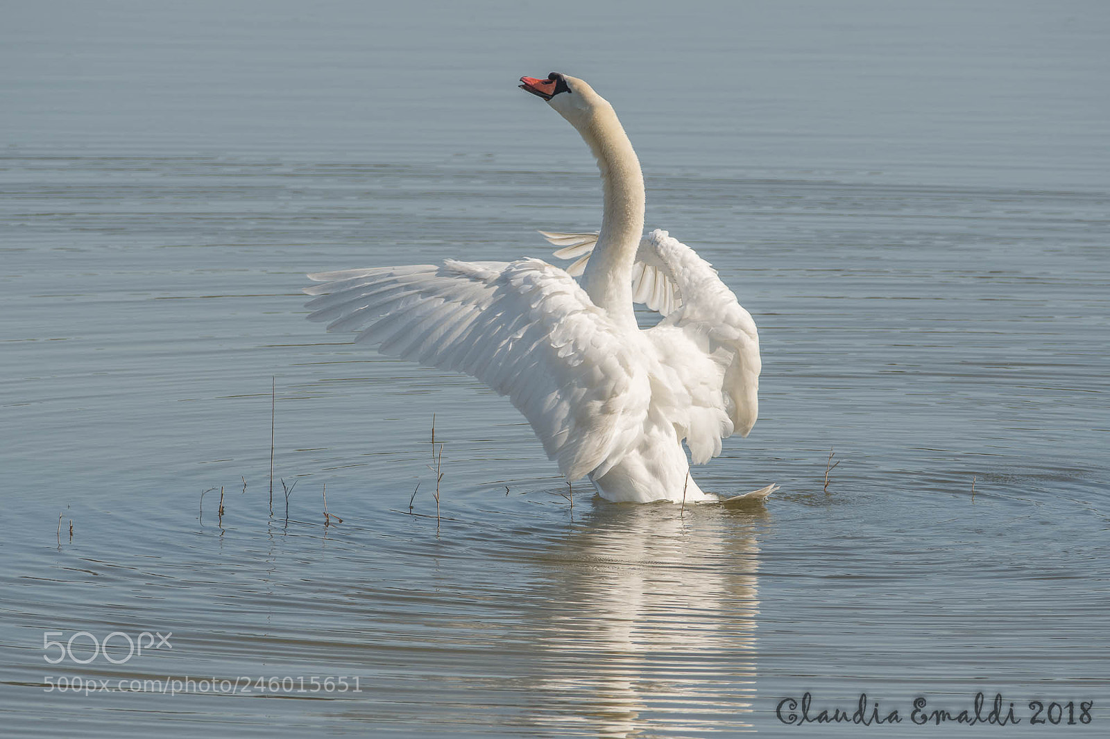 Nikon D500 sample photo. Swan photography