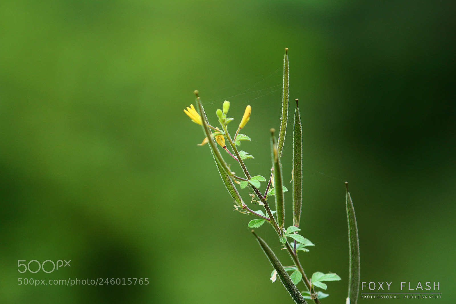 Canon EOS 700D (EOS Rebel T5i / EOS Kiss X7i) sample photo. Nature photography