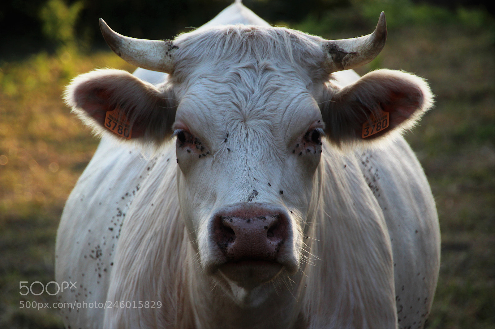 Canon EOS 600D (Rebel EOS T3i / EOS Kiss X5) sample photo. Morvan cow photography