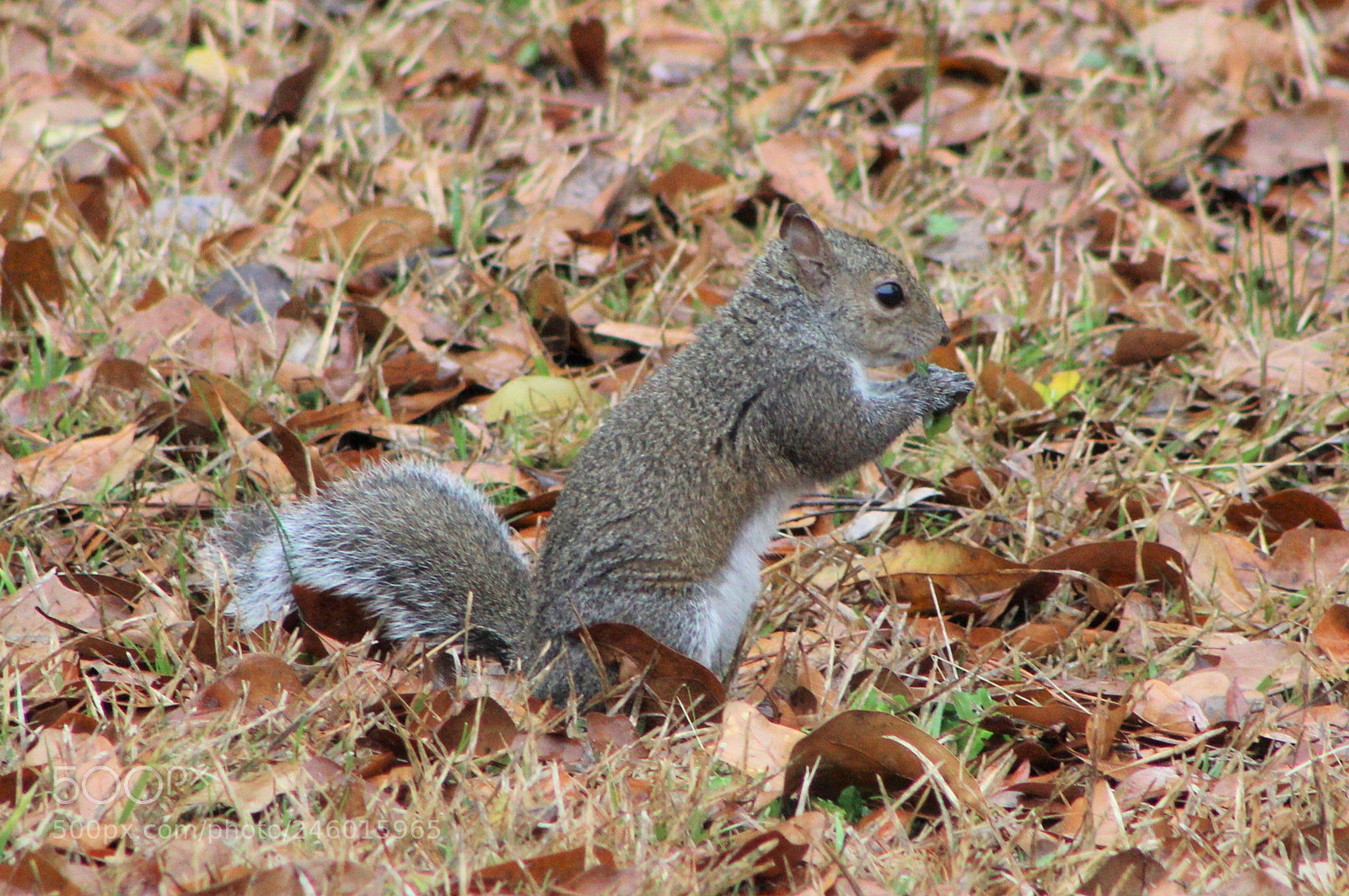 Canon EOS 1200D (EOS Rebel T5 / EOS Kiss X70 / EOS Hi) sample photo. Img photography