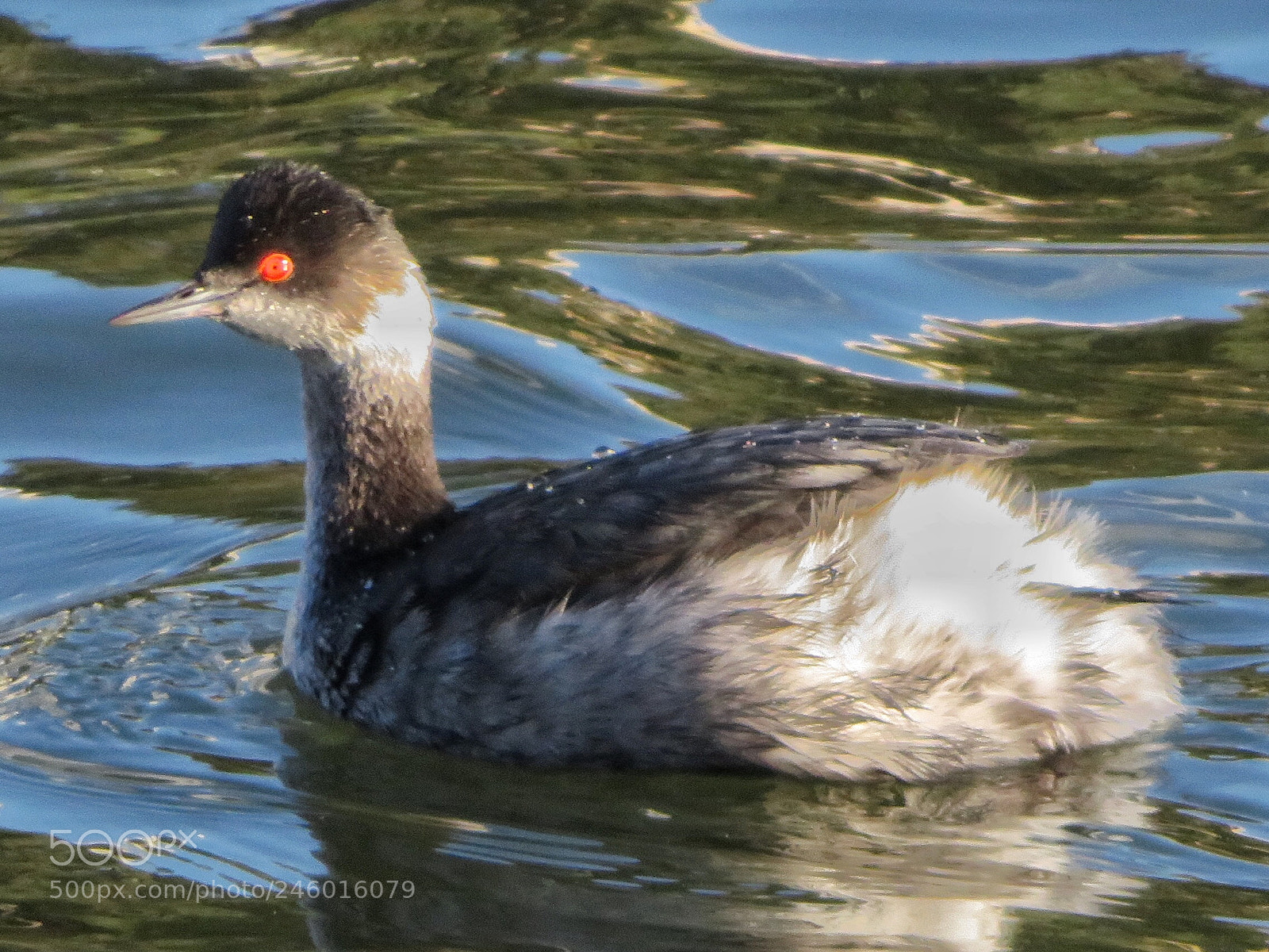 Canon PowerShot SX720 HS sample photo. Eared grebe photography