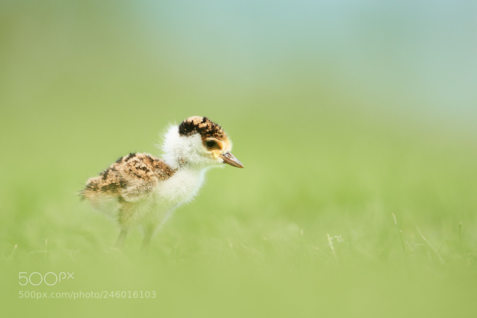 Nikon D500 sample photo. Masked lapwing (vanellus miles) photography