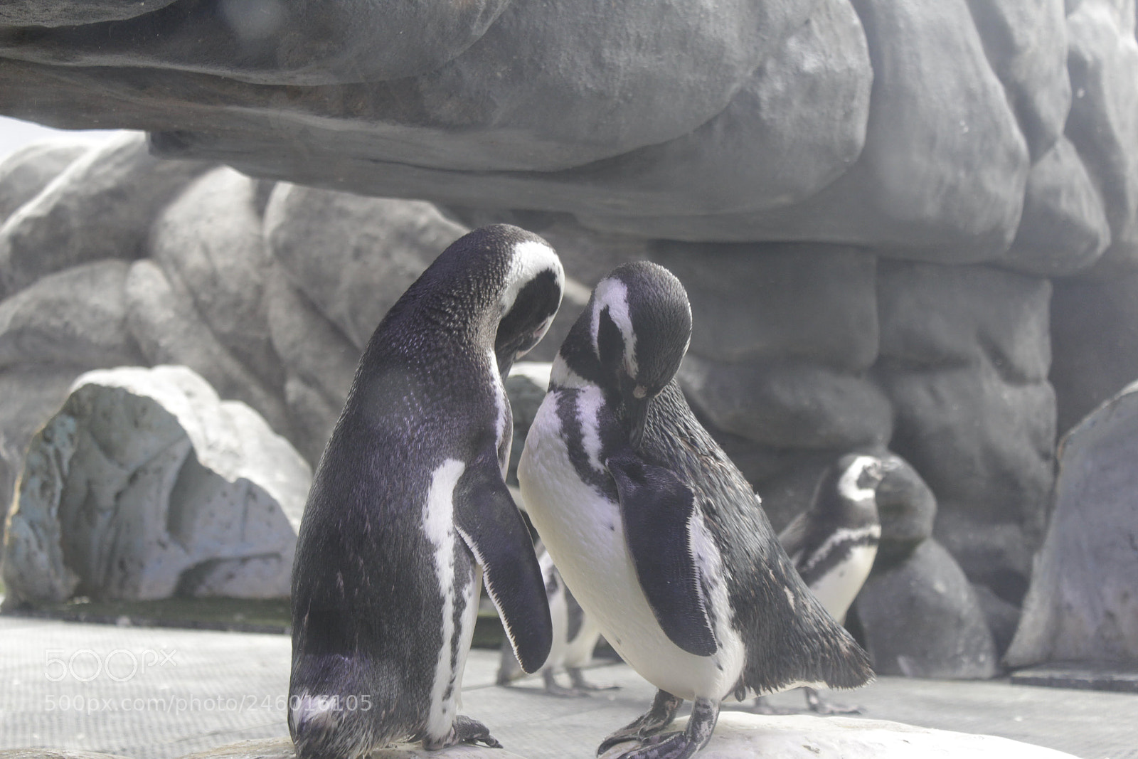 Canon EOS 1300D (EOS Rebel T6 / EOS Kiss X80) sample photo. Penguin couple photography