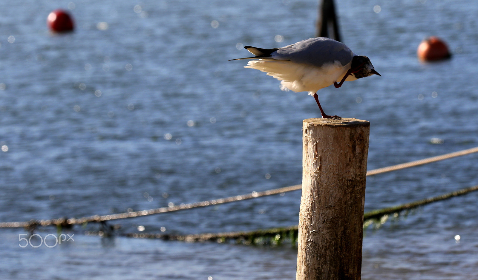 Canon EF 70-200mm F2.8L IS II USM sample photo. Lagoon photography