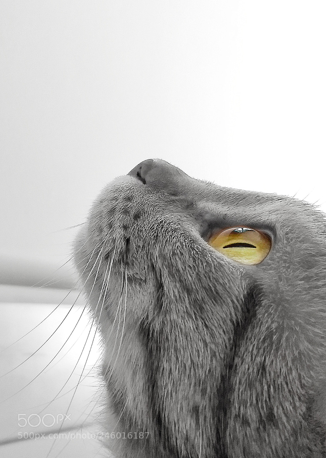 Motorola Moto G (5) Plus sample photo. Olhos de gato photography