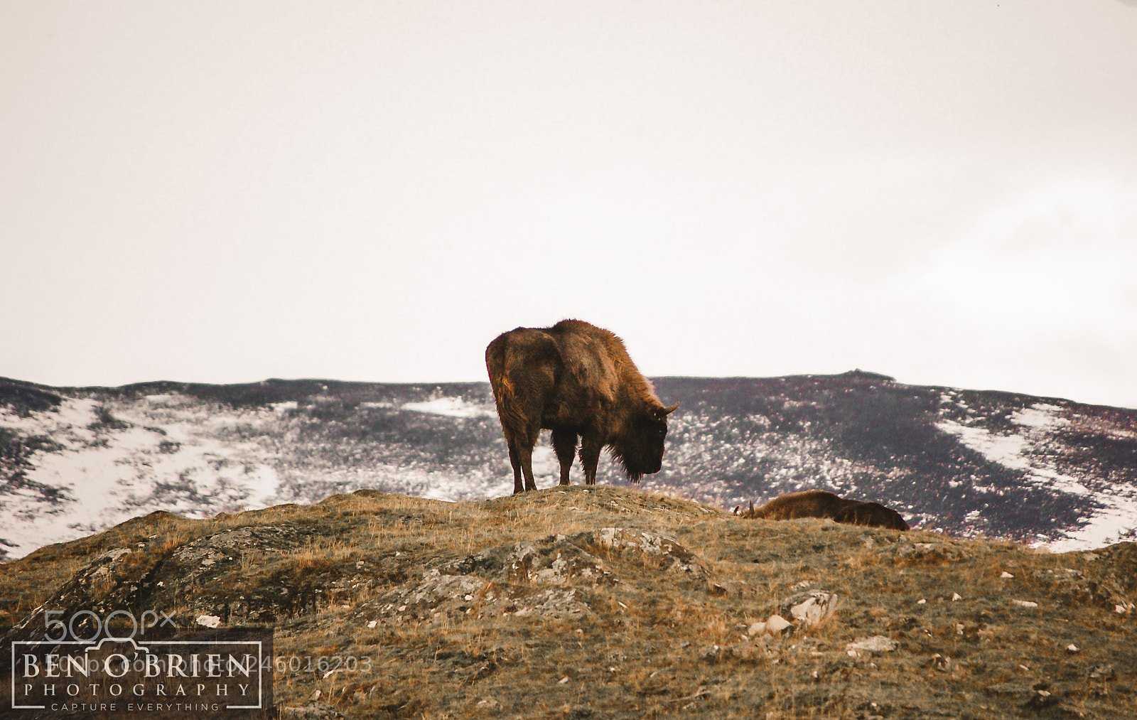 Nikon D40 sample photo. Hilltop bison photography