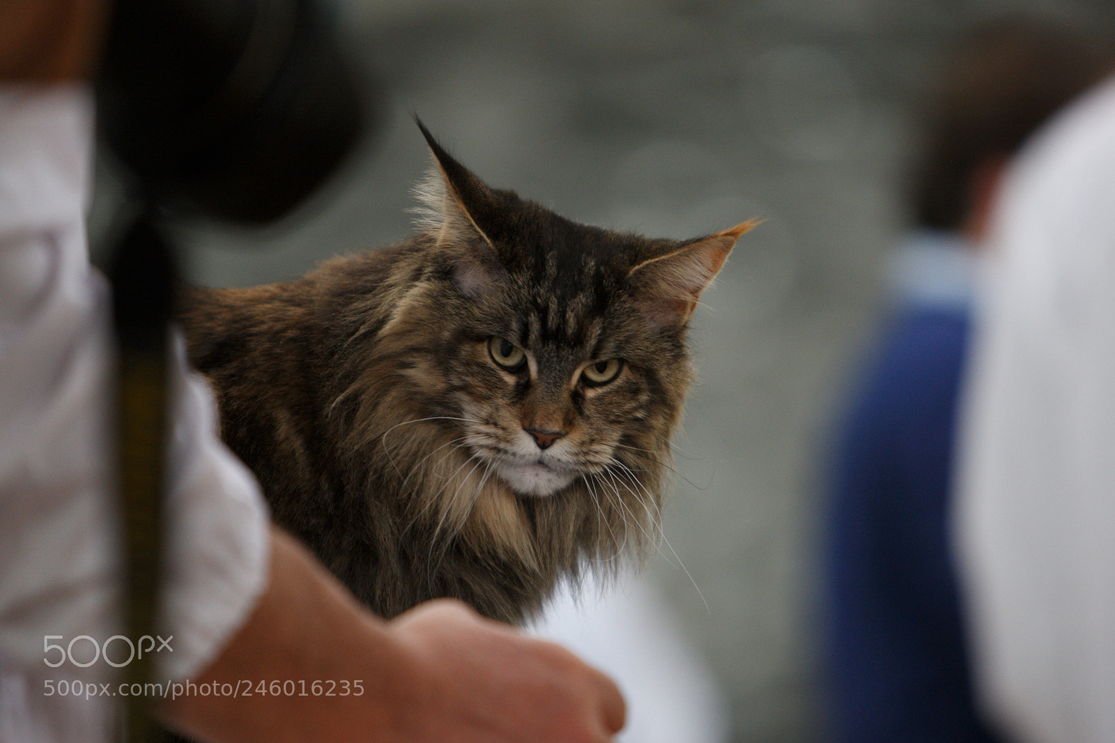 Canon EOS-1D Mark III sample photo. Norwegian forest cat photography