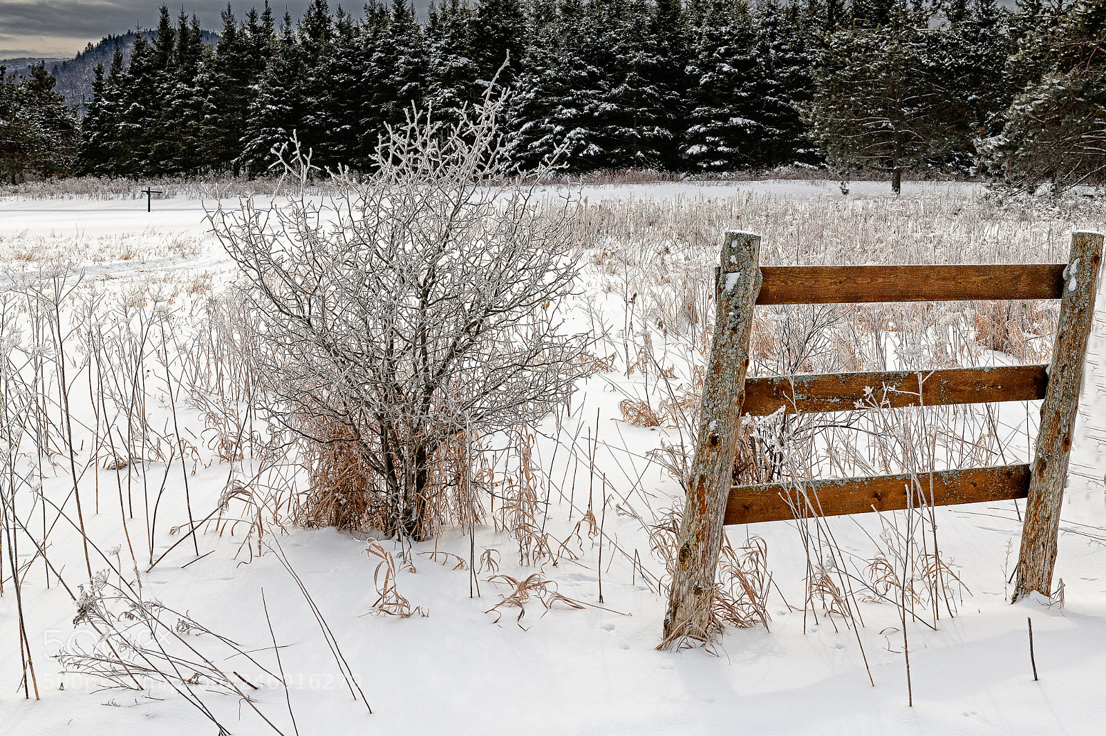 Nikon D850 sample photo. Winter's wonder photography