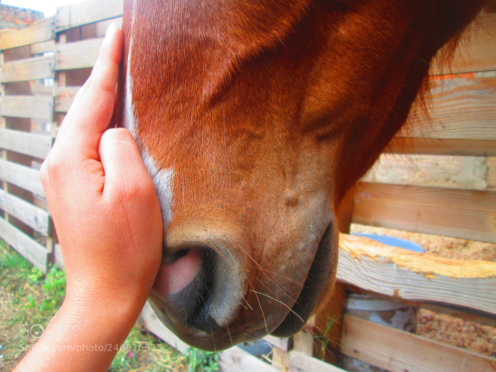 Canon PowerShot A2300 sample photo. My sweet caress photography